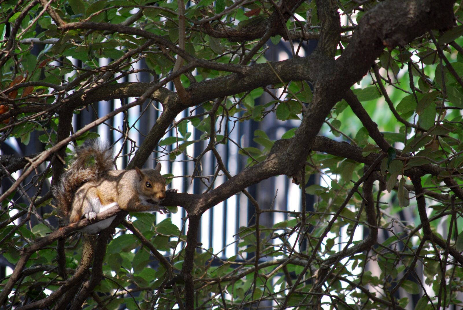 Nikon D40X sample photo. Tree, nature, wildlife photography