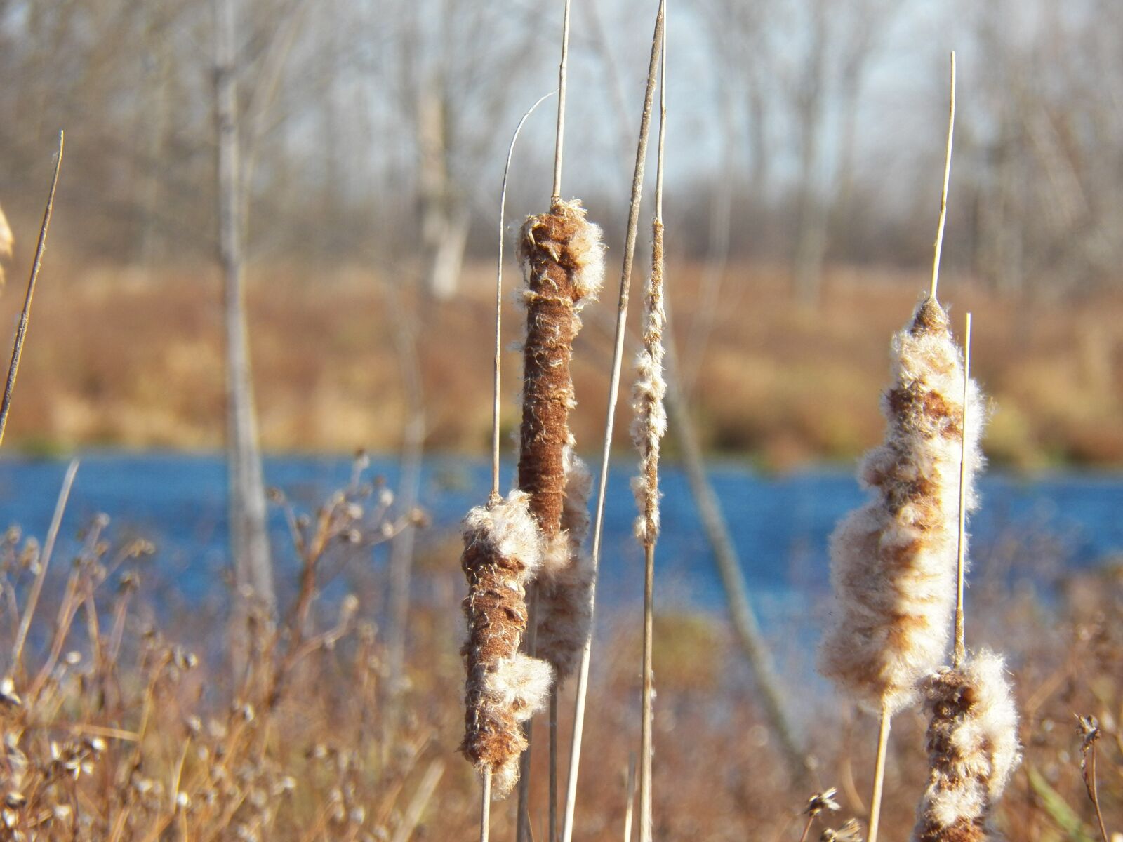 Kodak EasyShare Z990 (EasyShare Max) sample photo. Autumn, cattails, reed photography