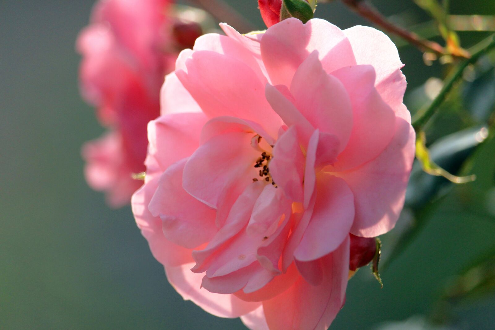 Canon EF-S 55-250mm F4-5.6 IS STM sample photo. Rose, blossom, bloom photography