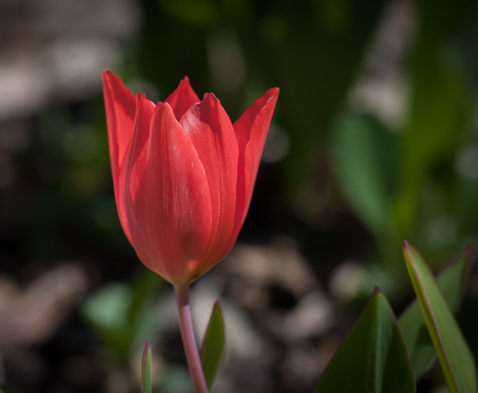 Nikon D90 sample photo. Tulip, flower, red photography