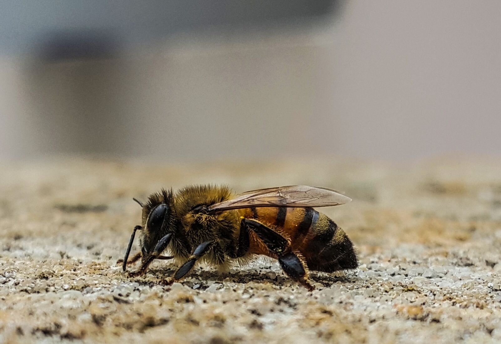 Samsung Galaxy Note4 sample photo. Macro, bee, profile photography
