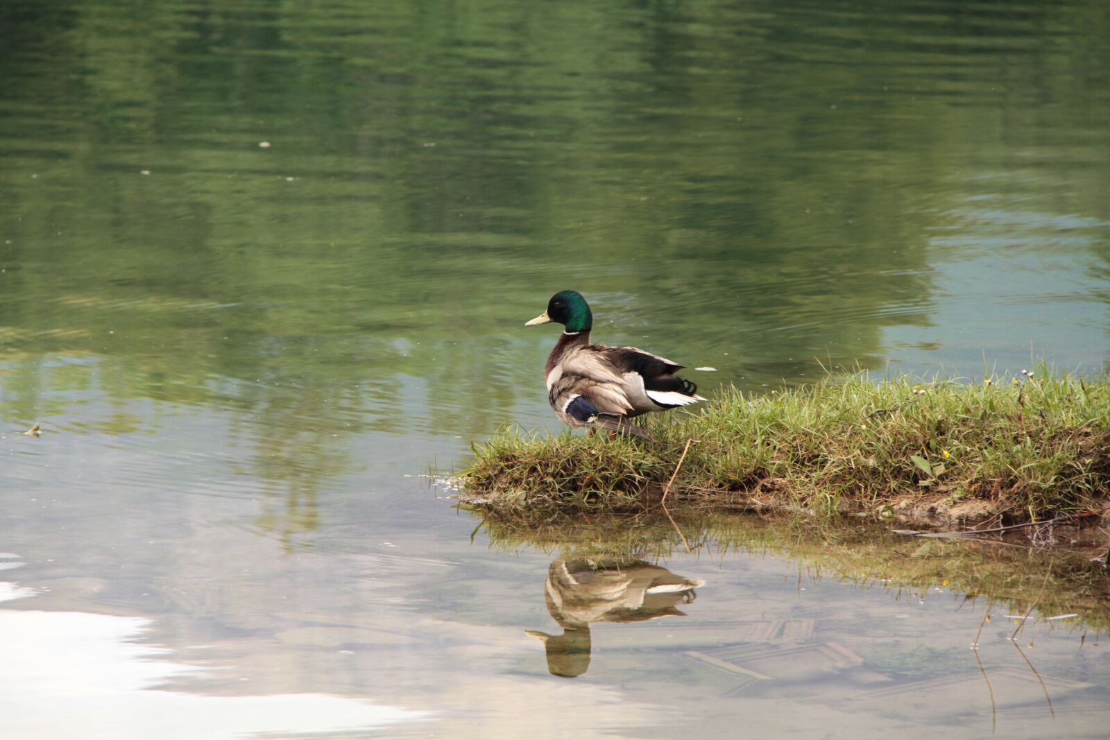 Canon EOS 7D + Canon EF-S 18-200mm F3.5-5.6 IS sample photo. Duck, nature, water photography