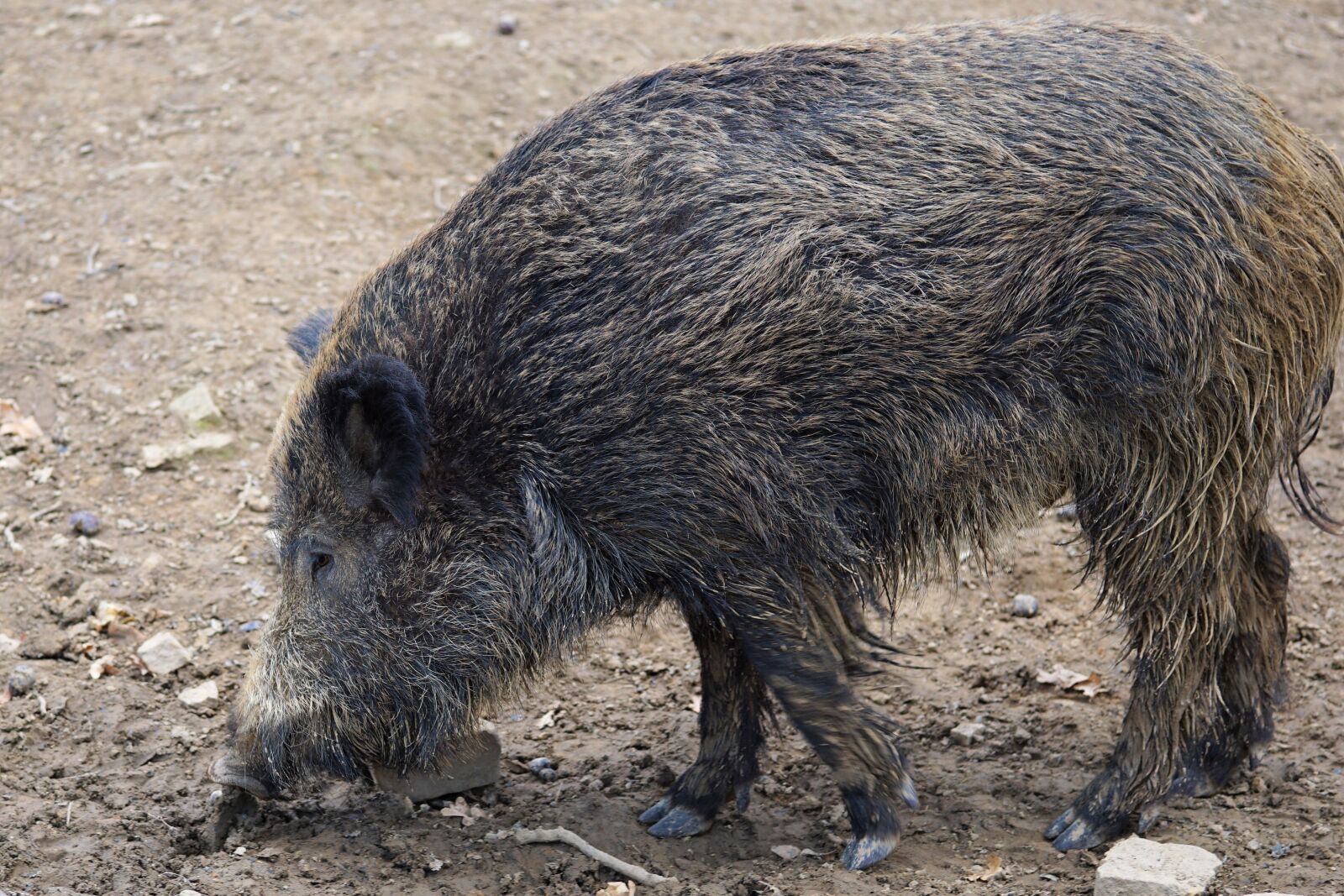 Sony a6000 + E 60mm F2.8 sample photo. Boar, pig, sow photography