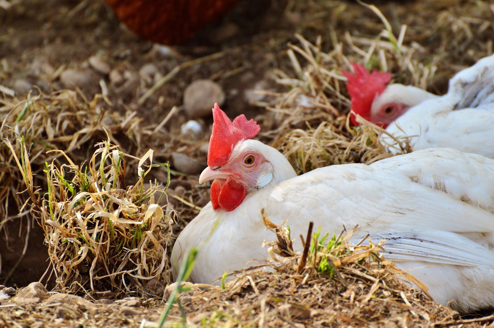 Nikon D3200 sample photo. Chicken, hen, poultry photography