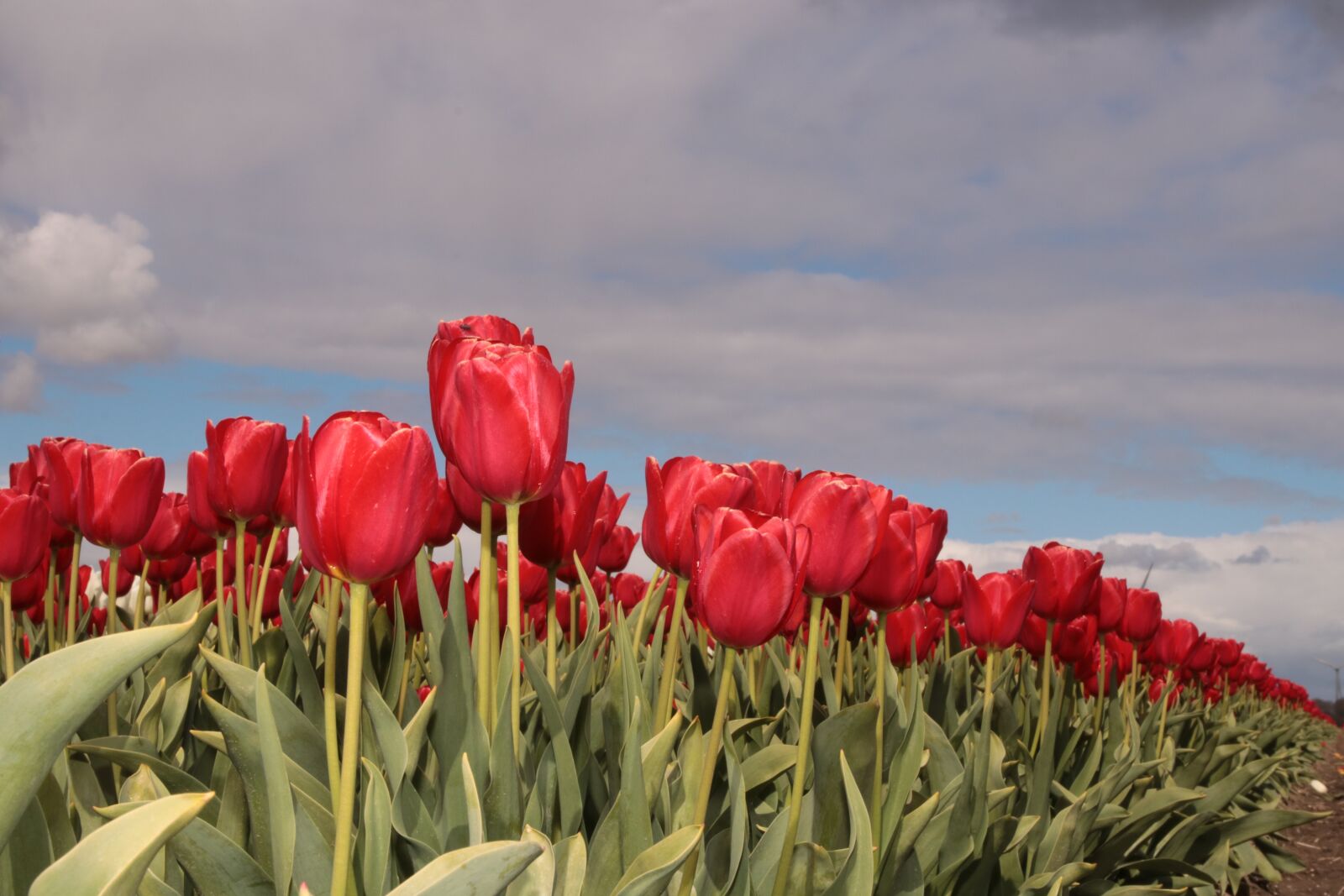 Canon EOS 80D sample photo. Tulip, tulip field, tulip photography