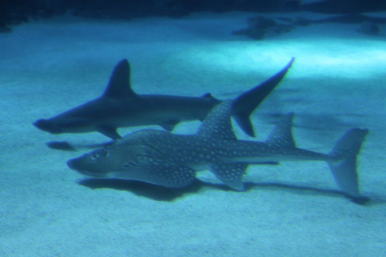 Canon EOS 7D Mark II sample photo. Animals, blue, blueplanet, dangerous photography