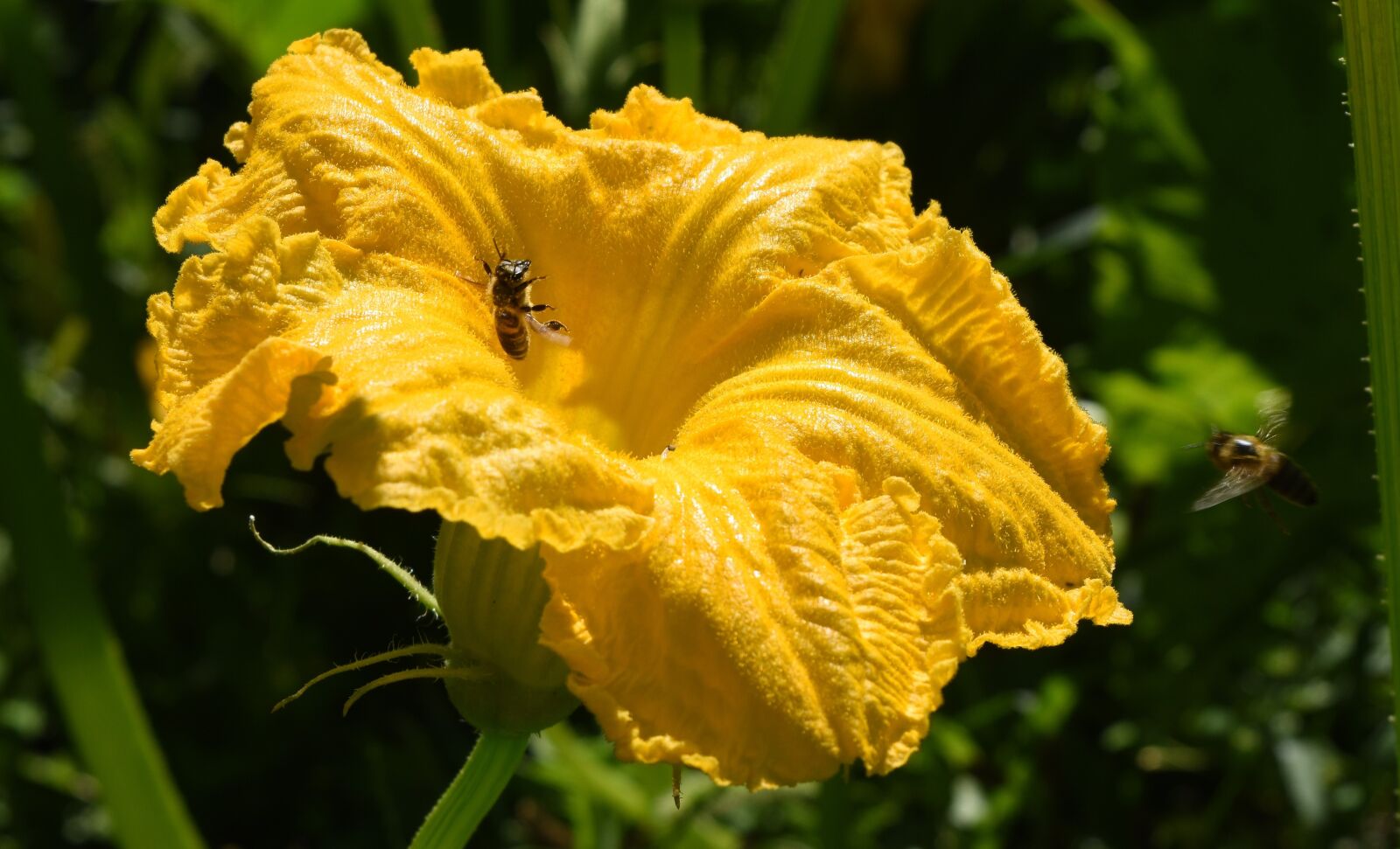 Nikon D5500 sample photo. Flower, t kvir g photography