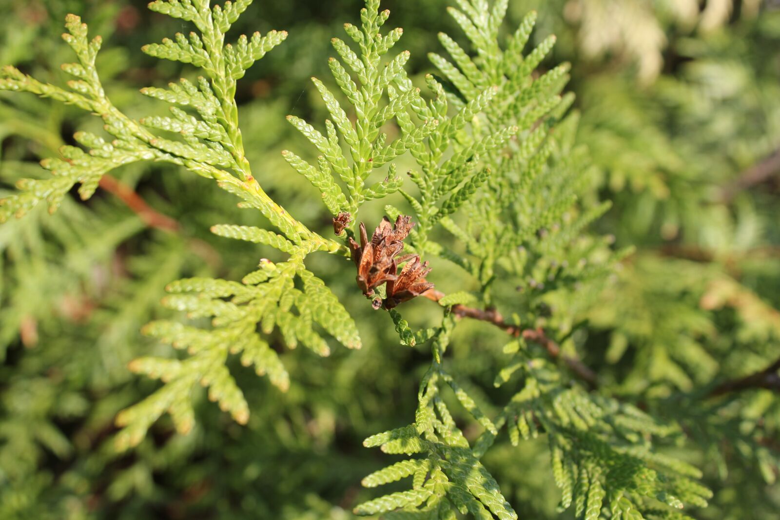 Canon EOS 60D sample photo. Coniferous tree, branch, conifer photography