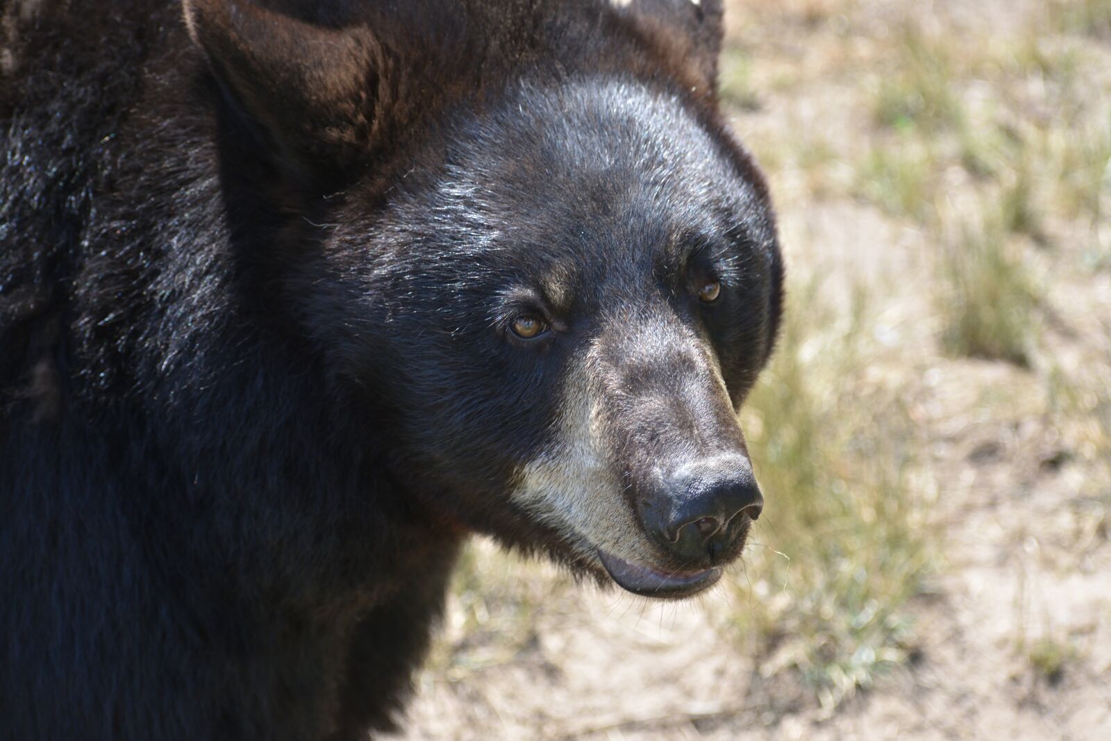 Nikon D3400 sample photo. Bear, black bear, animal photography