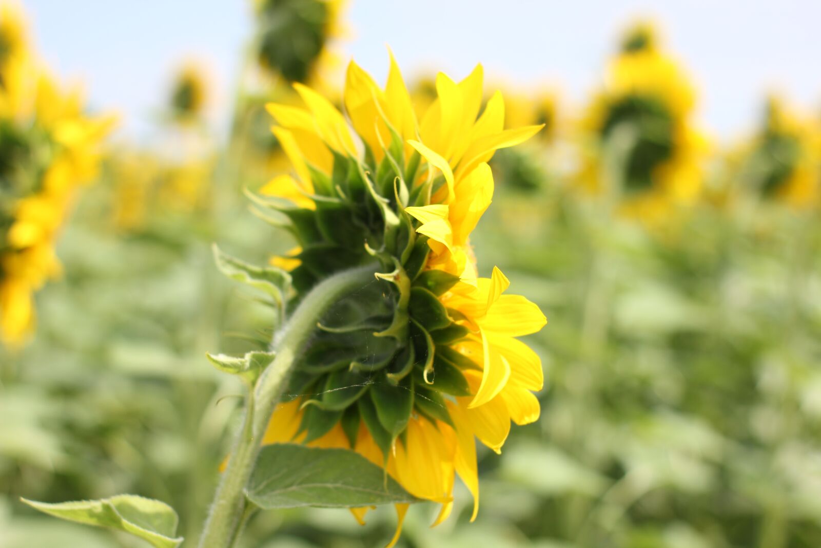 Canon EOS 550D (EOS Rebel T2i / EOS Kiss X4) sample photo. Sunflower, flower, bloom photography