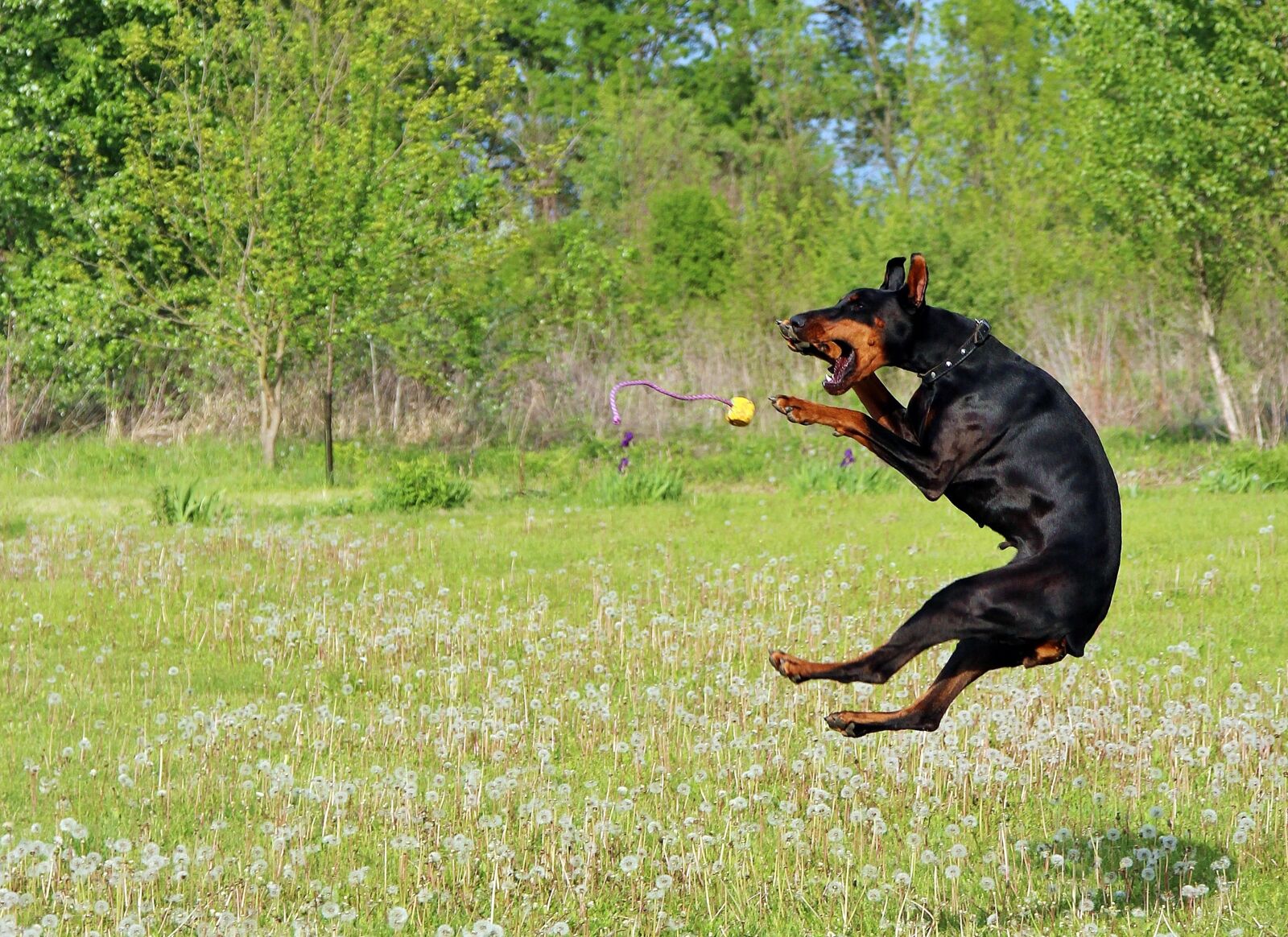 Canon EOS 600D (Rebel EOS T3i / EOS Kiss X5) + Canon EF 24-105mm F4L IS USM sample photo. Doberman, dog, jump photography