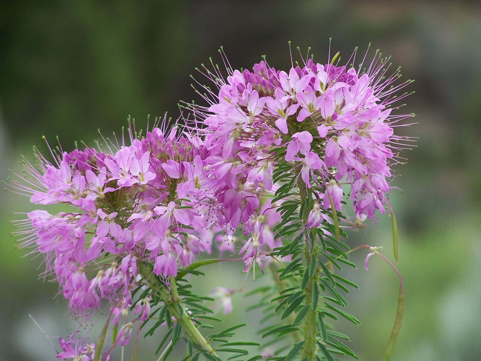 Kodak Z650 ZOOM DIGITAL CAMERA sample photo. Fireweed, flowers, floral photography