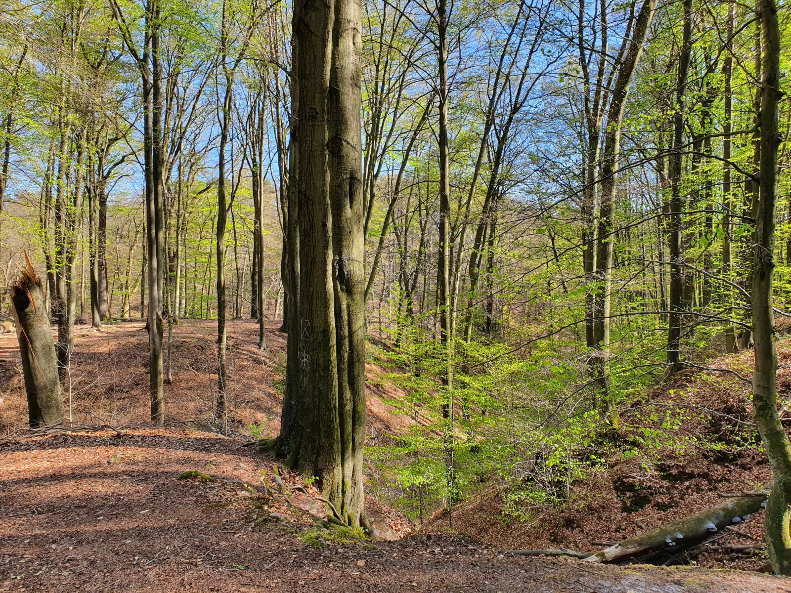 Samsung Galaxy S10 sample photo. Book, beech wood, spring photography