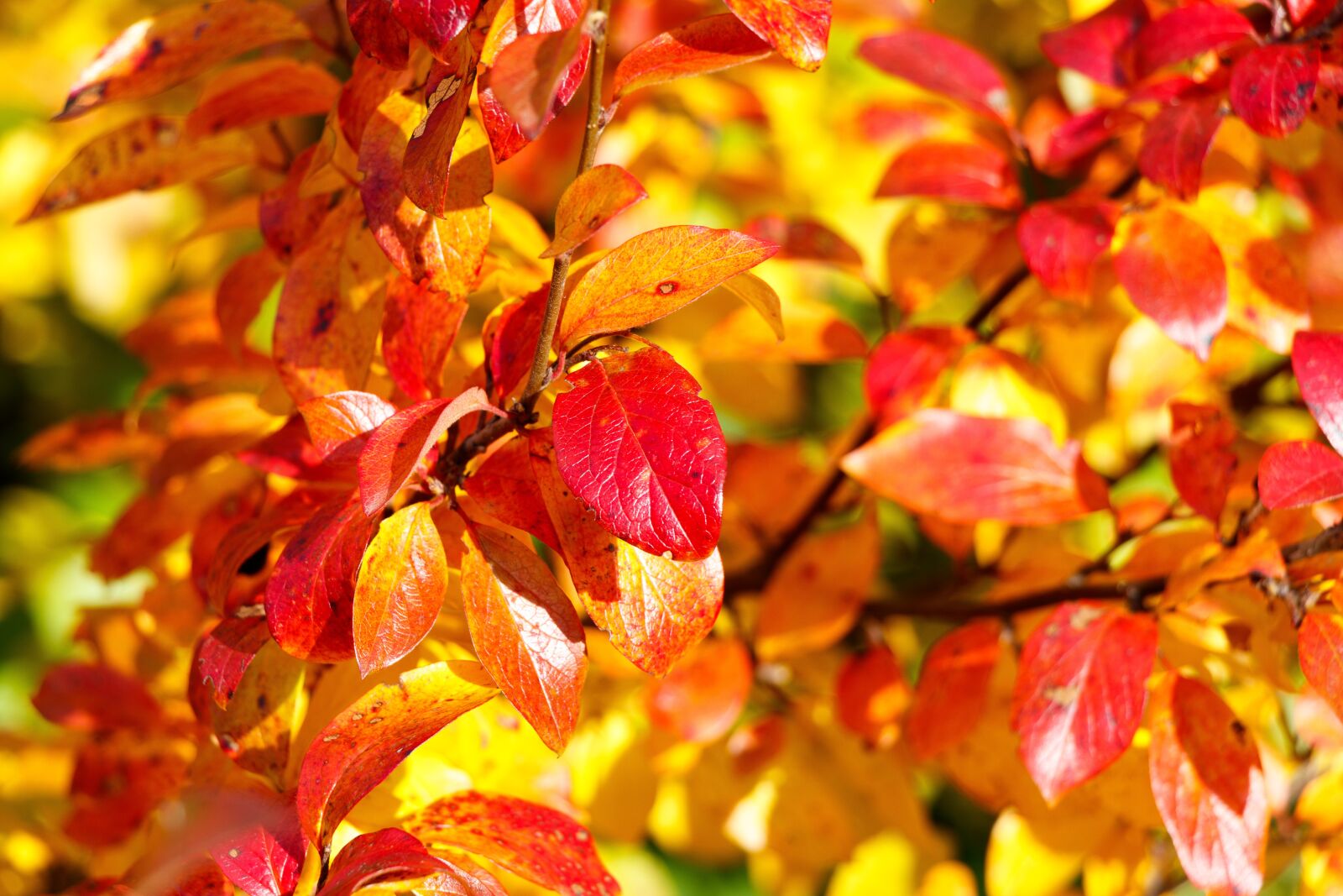 Canon EF-S 18-135mm F3.5-5.6 IS USM sample photo. Tree, leaves, autumn photography