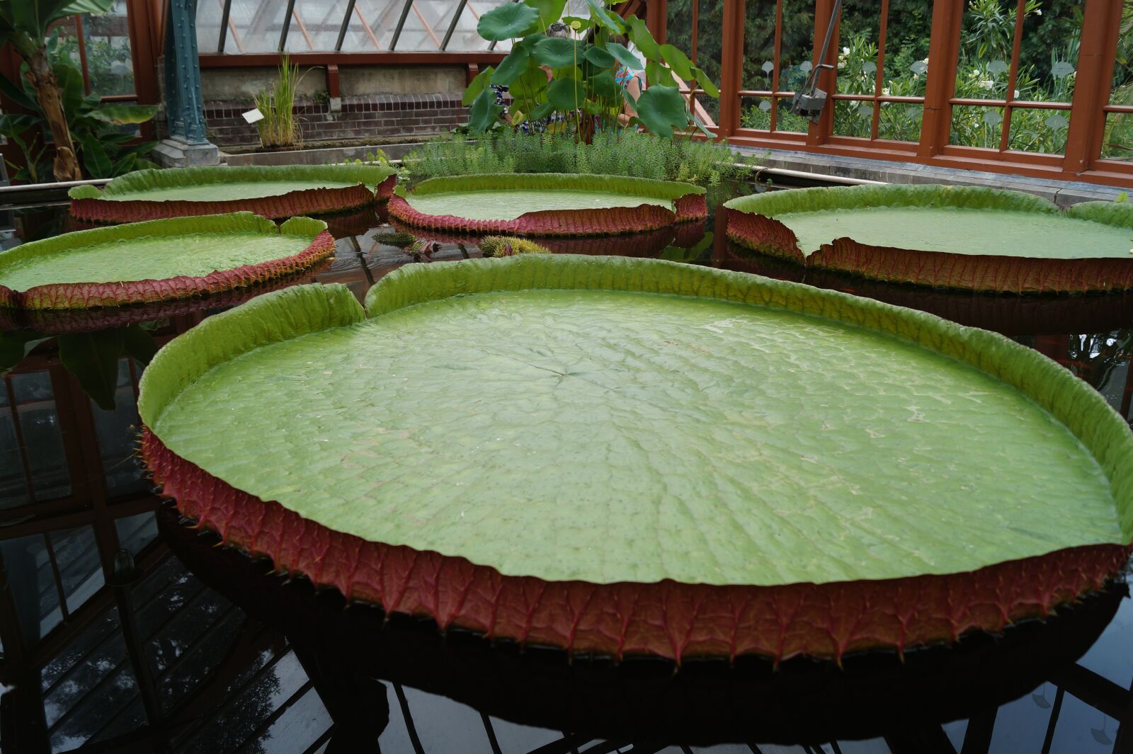 Sony SLT-A58 sample photo. Water lily, sheet, pond photography