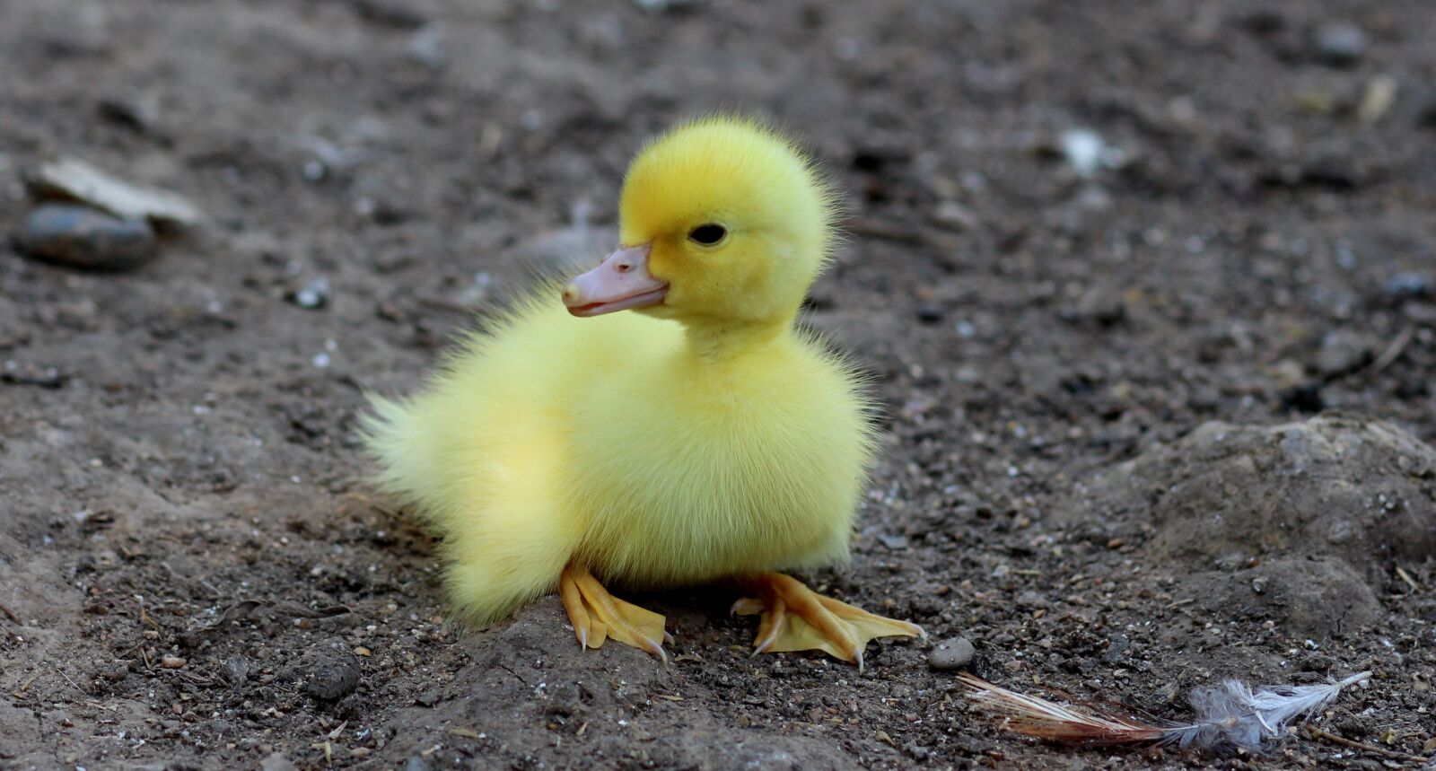 Canon EOS 700D (EOS Rebel T5i / EOS Kiss X7i) + Canon EF 85mm F1.8 USM sample photo. Duckling, birds, yellow photography
