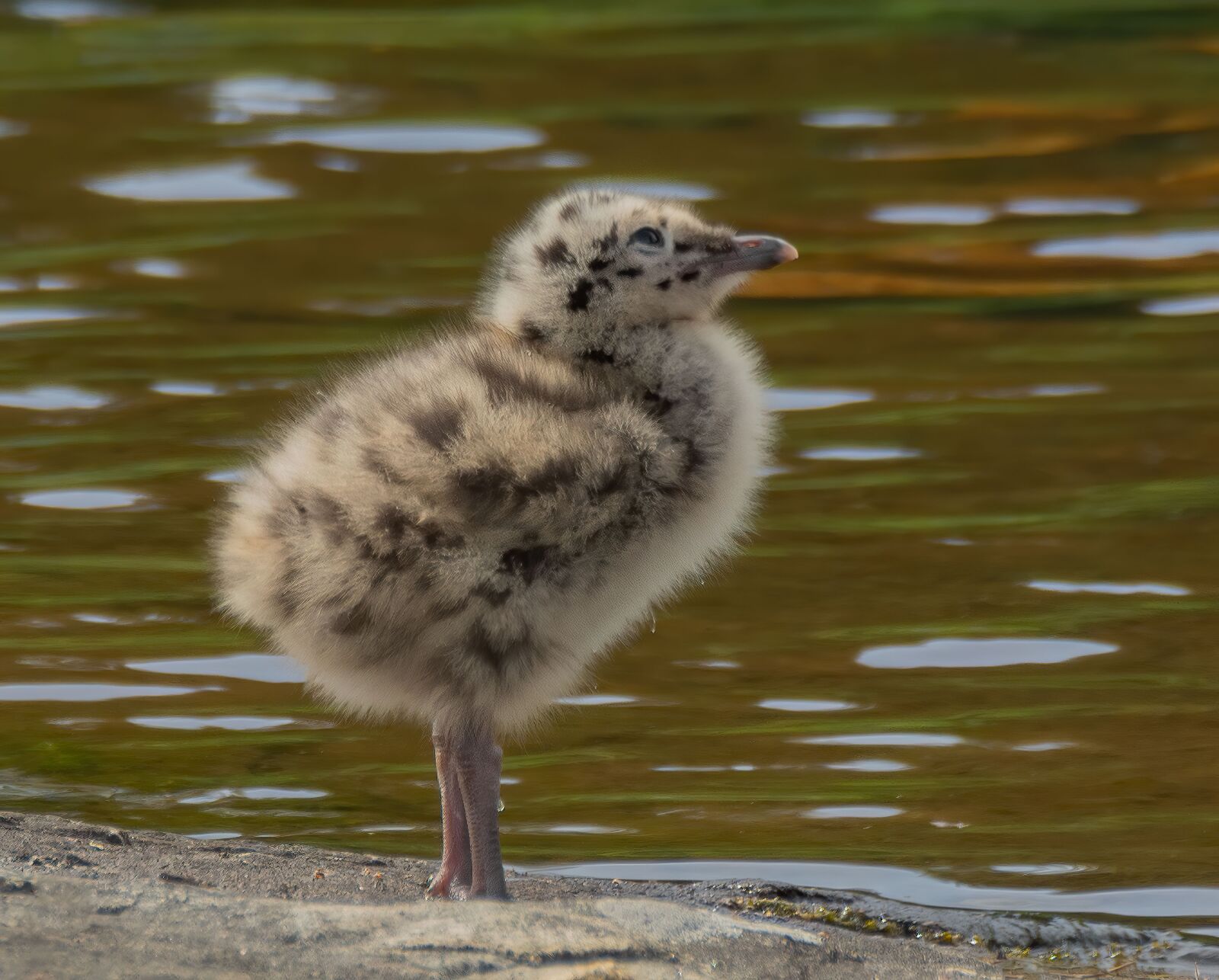 Nikon D7100 sample photo. Seagull, freedom, nature photography