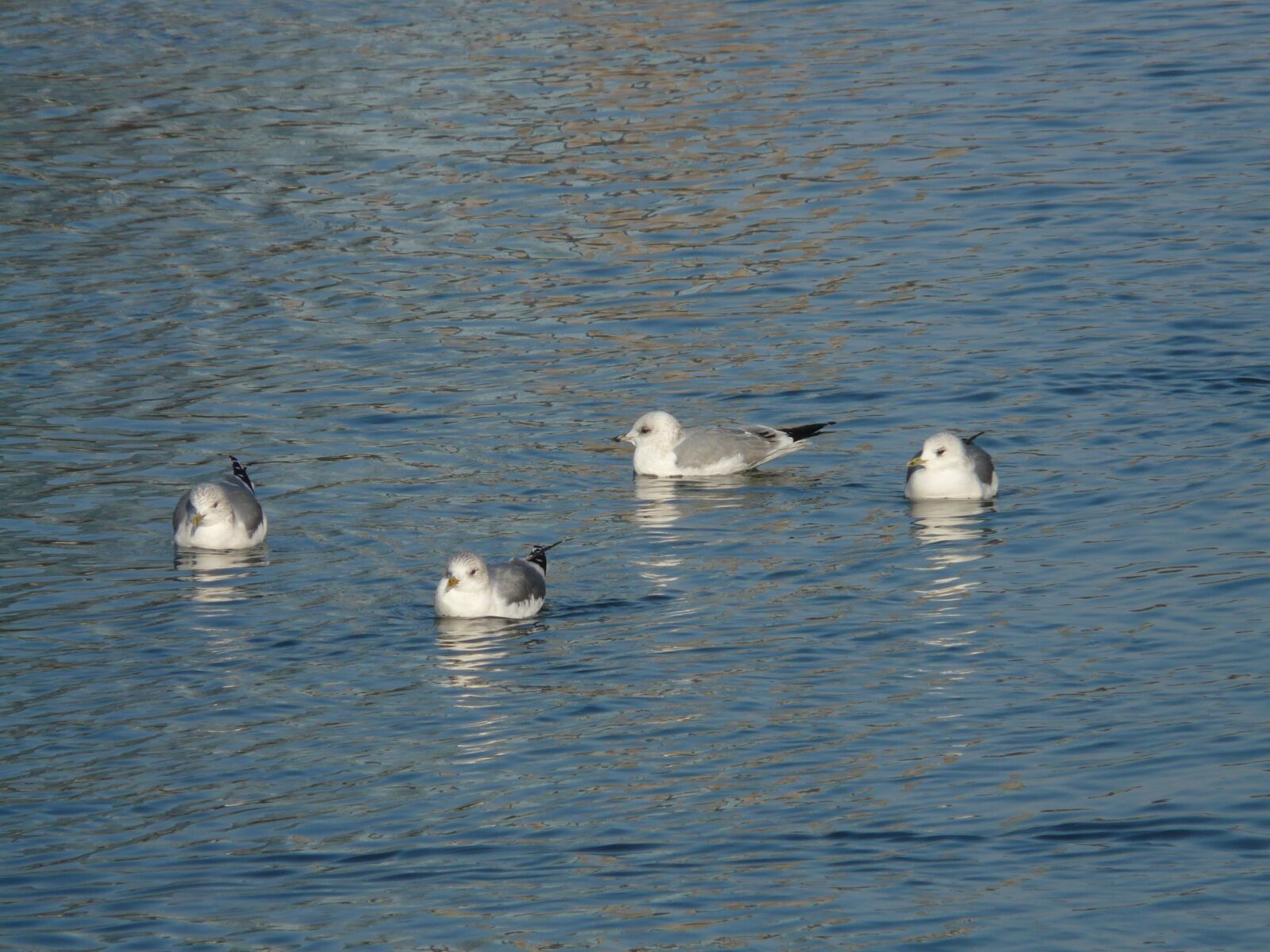 Panasonic DMC-FZ18 sample photo. Gulls, water, swim photography