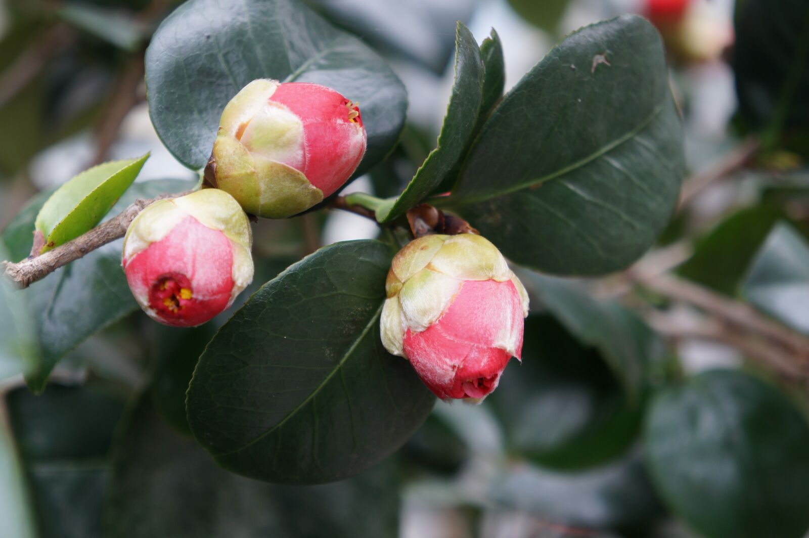 Sony Alpha a3000 sample photo. Flowers, red, camellia photography