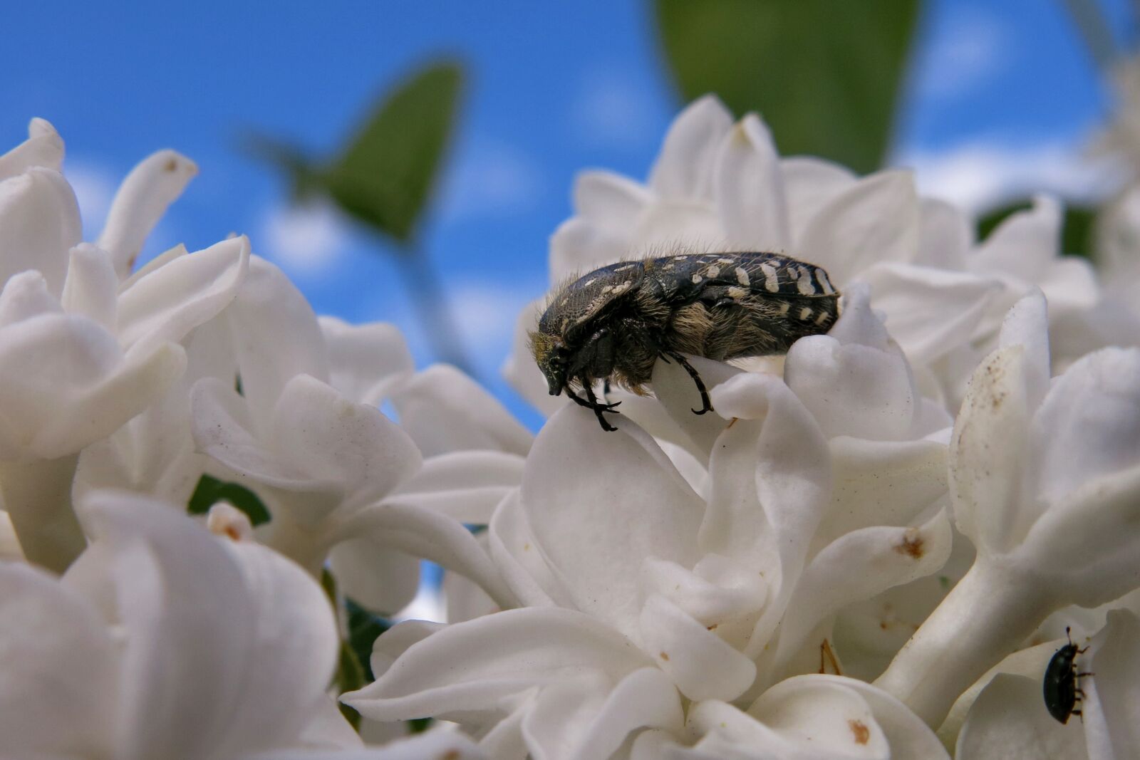 Canon PowerShot G15 sample photo. Grief rose beetle, oxythyrea photography