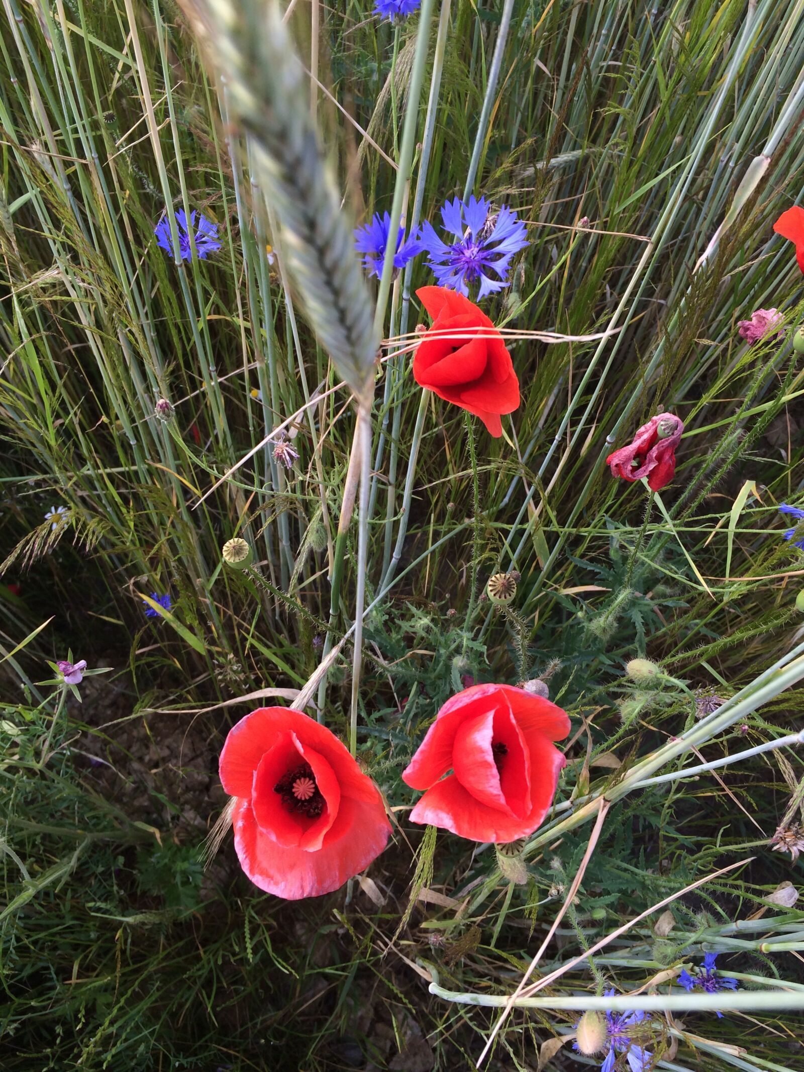iPhone 5s back camera 4.12mm f/2.2 sample photo. Flowers, poppies, wild, poppies photography