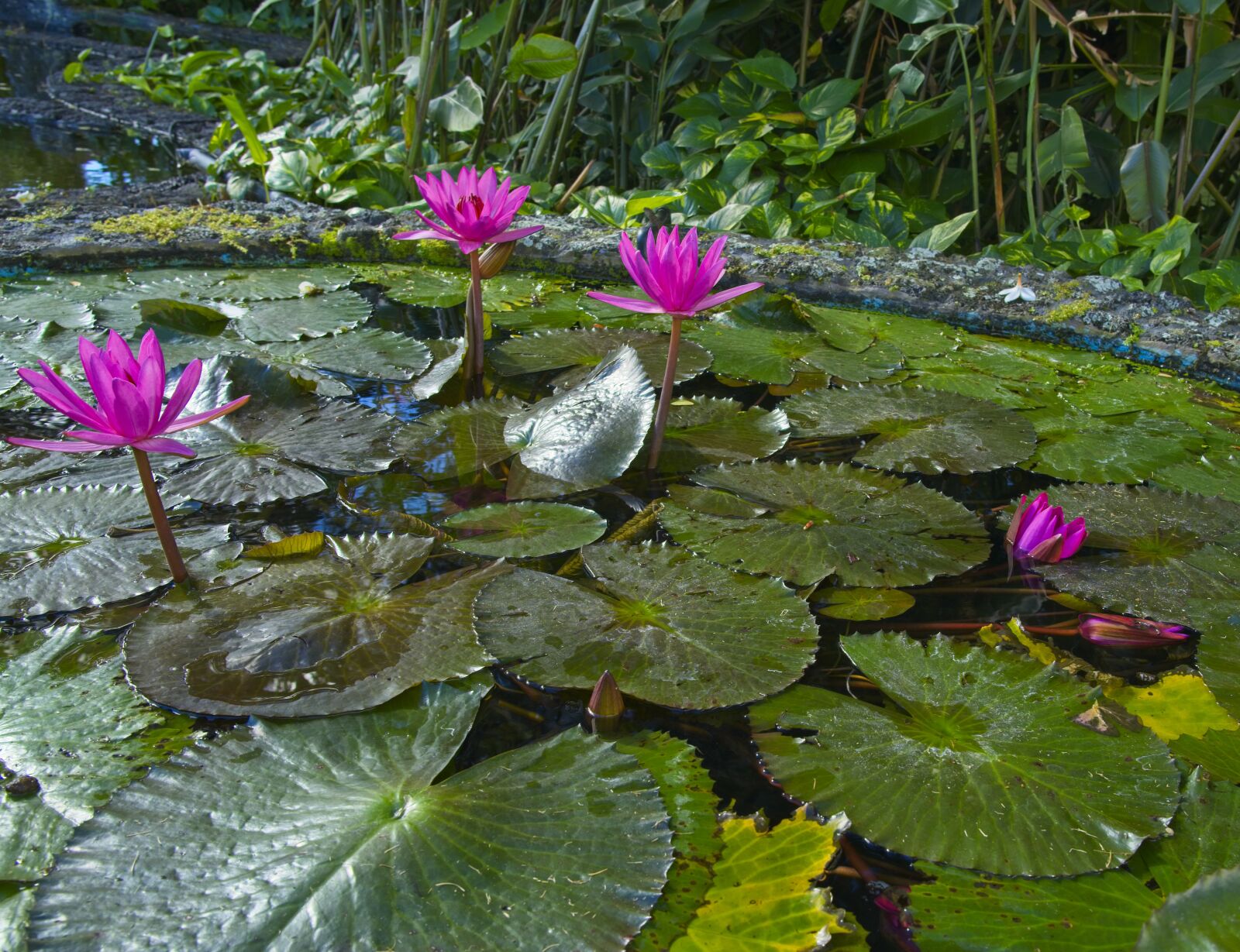 Sony a7 III + Sony FE 24-105mm F4 G OSS sample photo. Water lilies, pink, pond photography