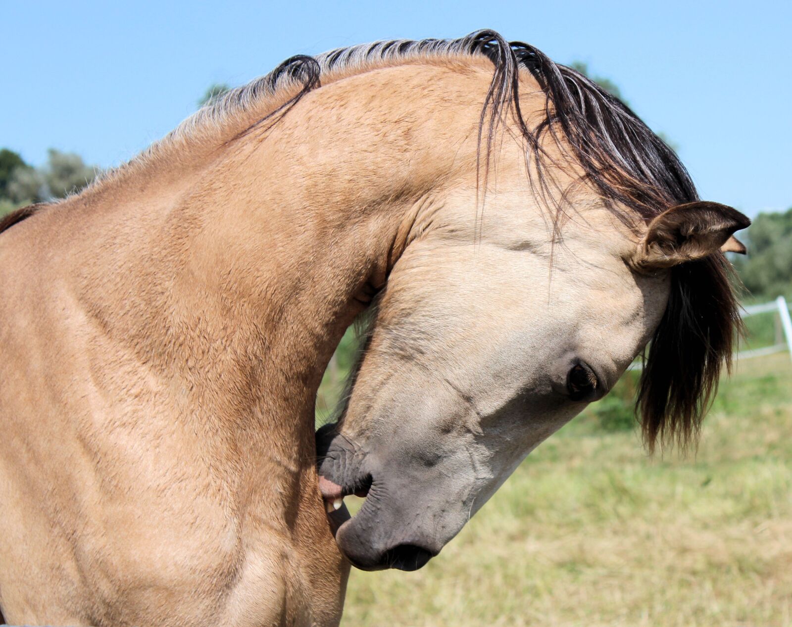 Canon EOS 600D (Rebel EOS T3i / EOS Kiss X5) sample photo. Horse, pony, foal photography