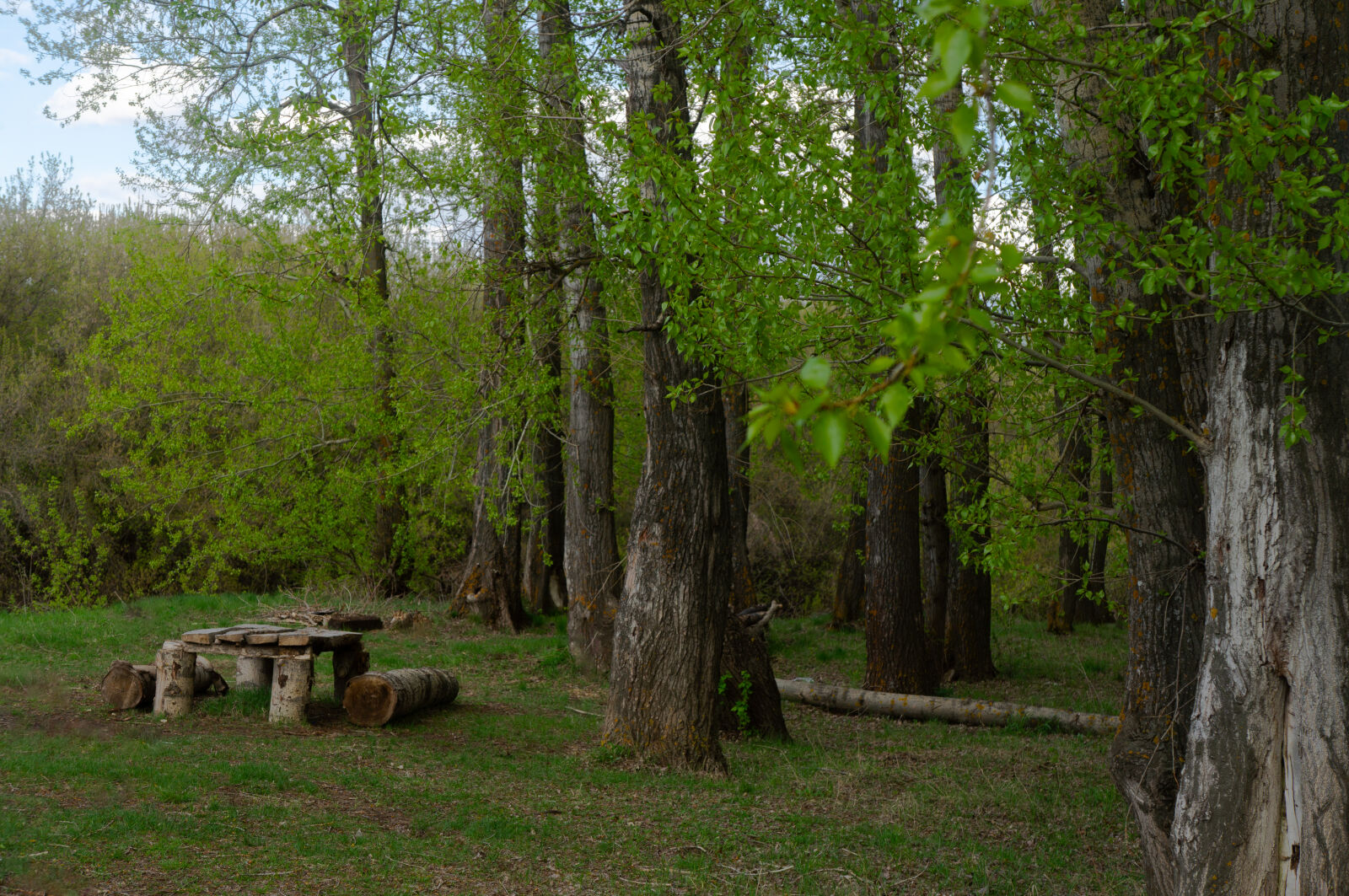 Sony Alpha NEX-5N sample photo. Forest photography