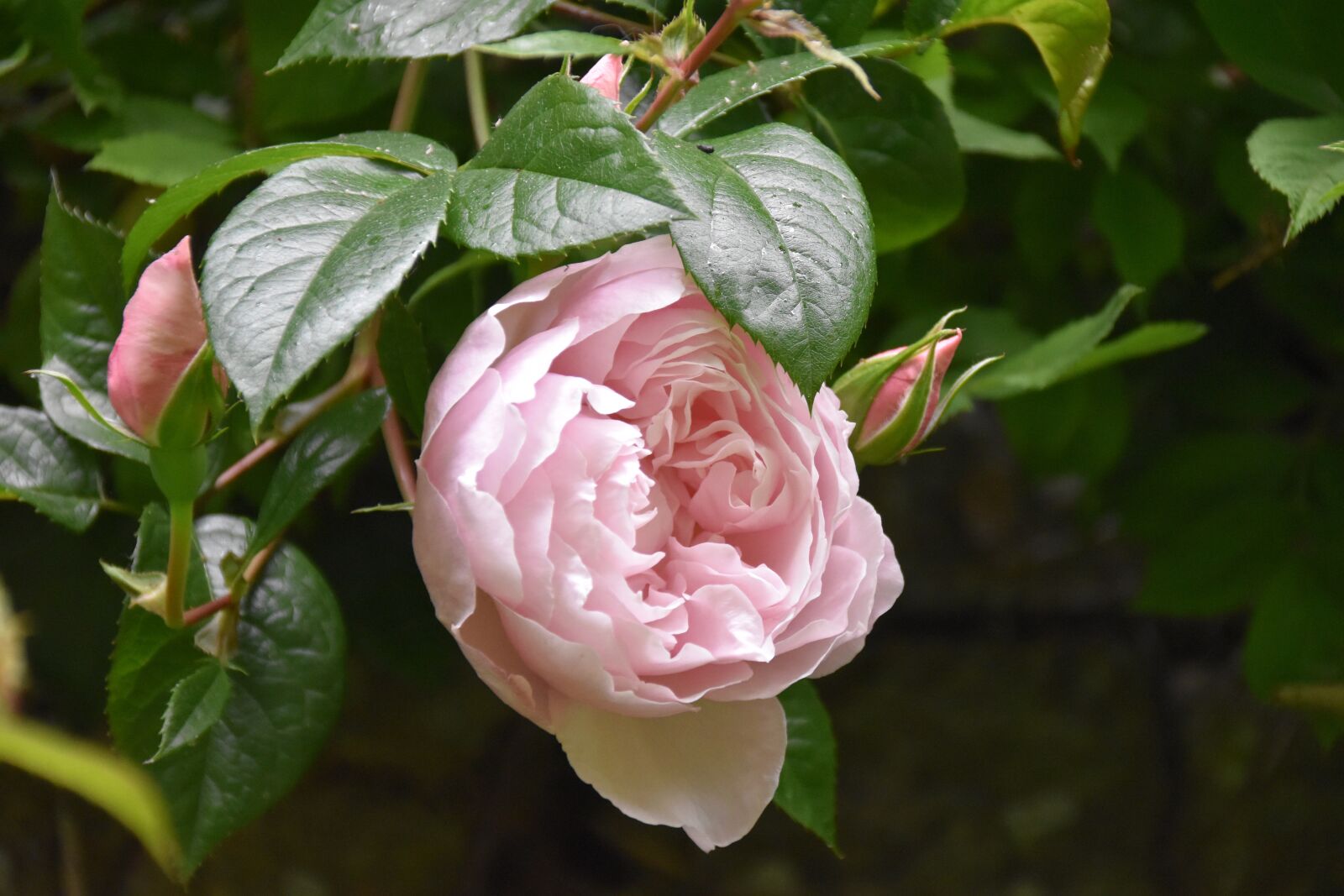 Nikon D5600 sample photo. Flowers, pink, old rose photography