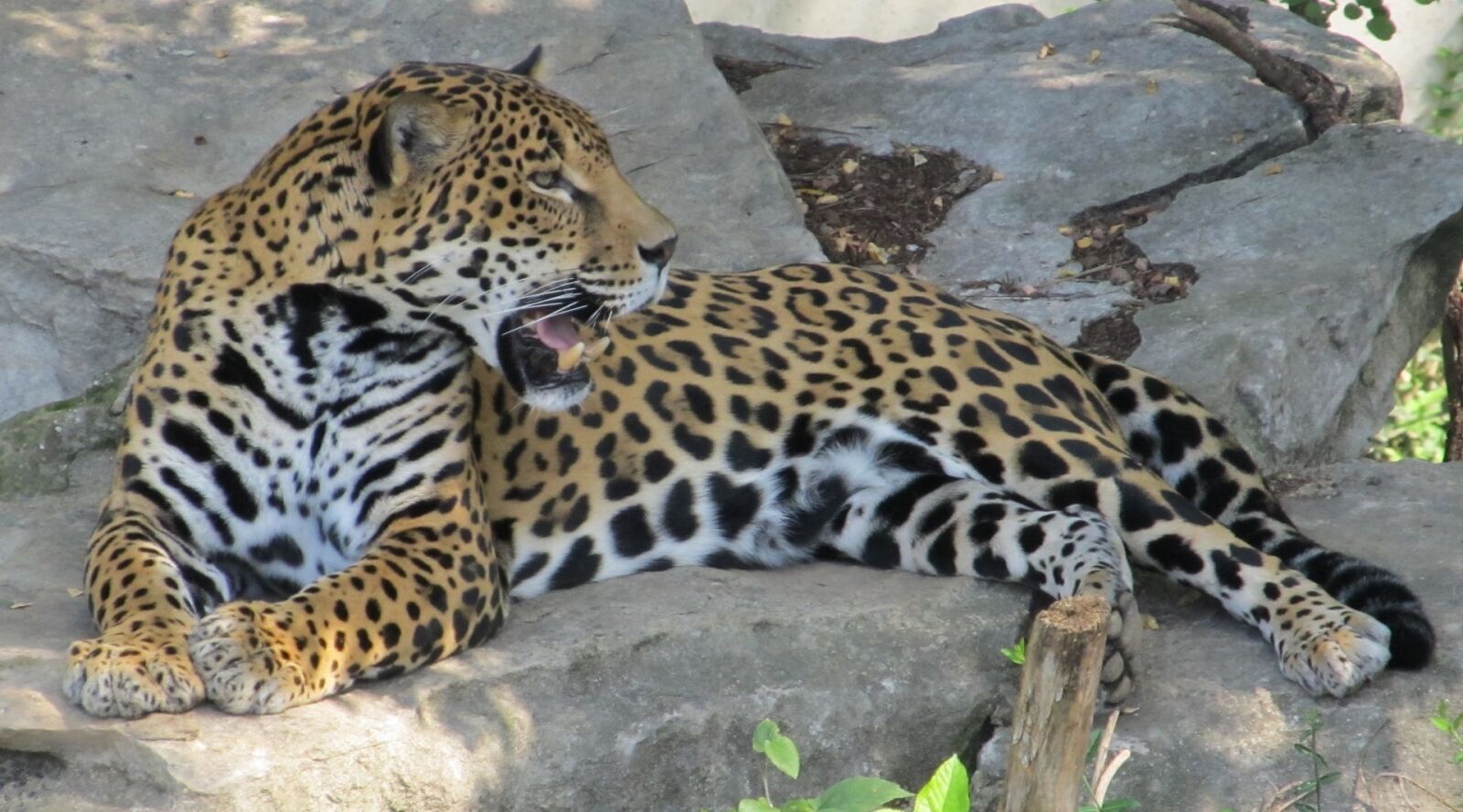 Canon PowerShot SX130 IS sample photo. Jaguar, big cat, feline photography