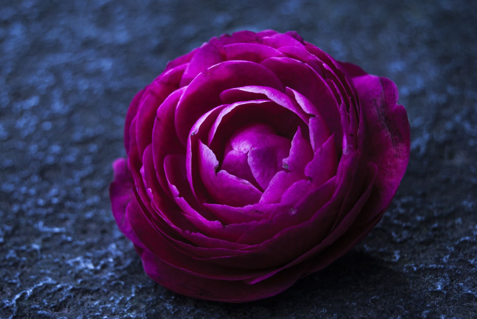 Nikon D3000 sample photo. Flower, colors, flower color photography