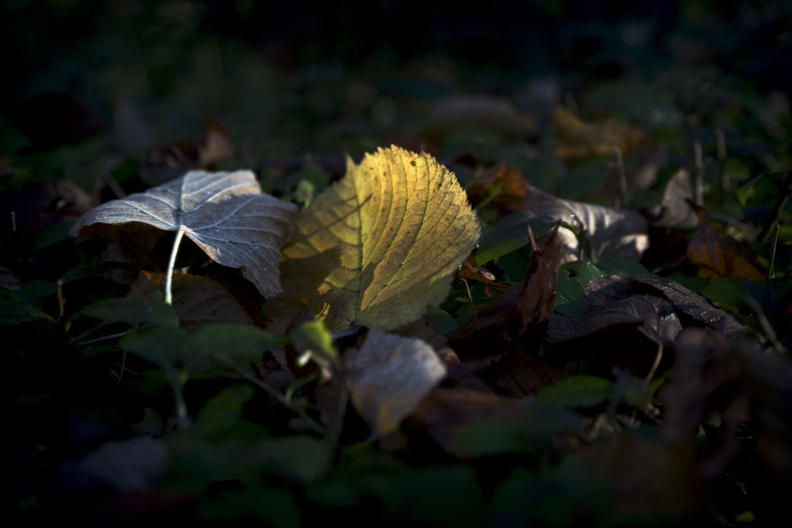 Canon EOS 6D sample photo. Leaf, light, nature photography