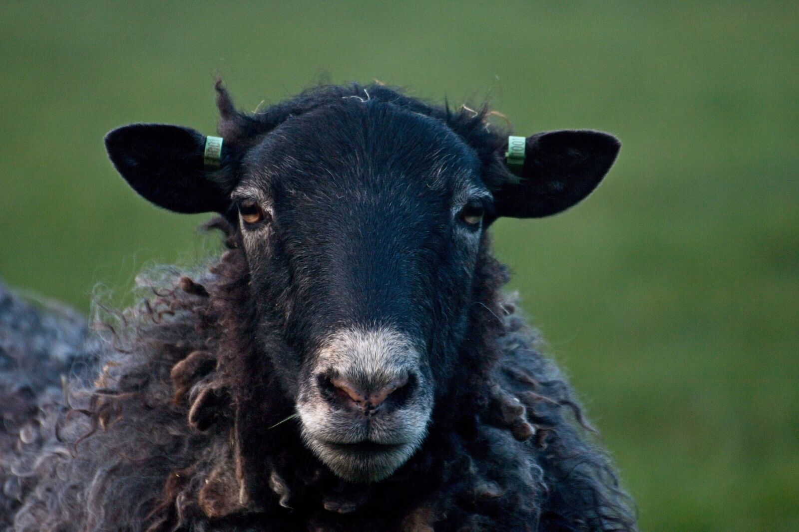 Canon EOS 70D sample photo. Sheep, black sheep, wool photography