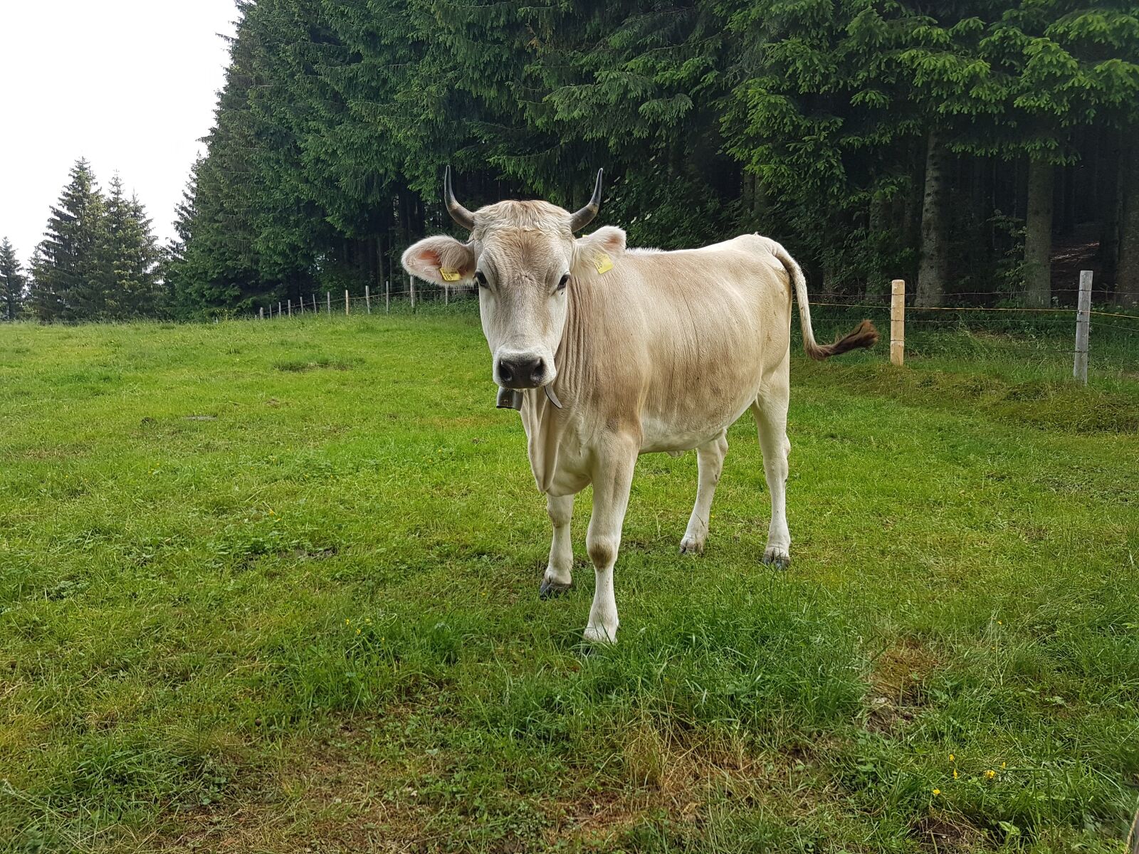 Samsung Galaxy S7 sample photo. Cow, beef, horns photography