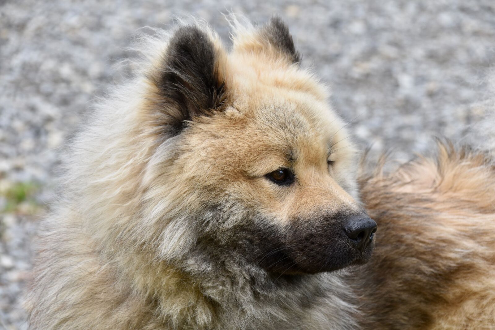 Nikon D5600 sample photo. Dog, dog portrait, dog photography