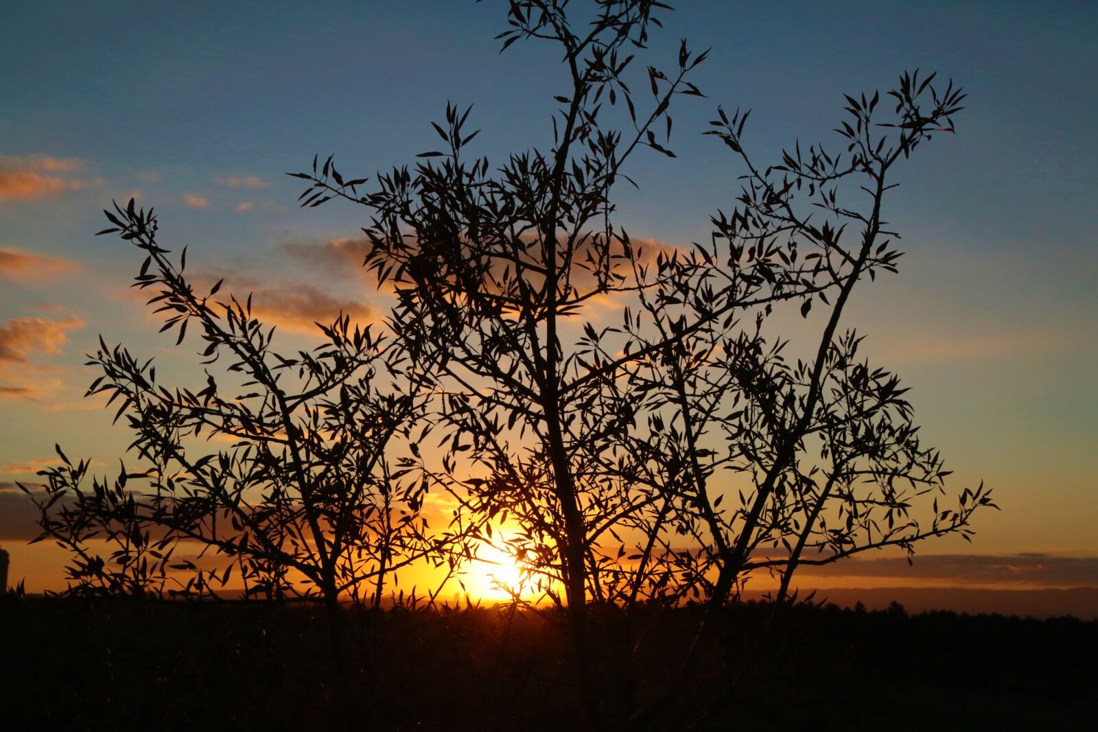 Canon EF 24-105mm F4L IS USM sample photo. Sunset, trees, silhouette photography
