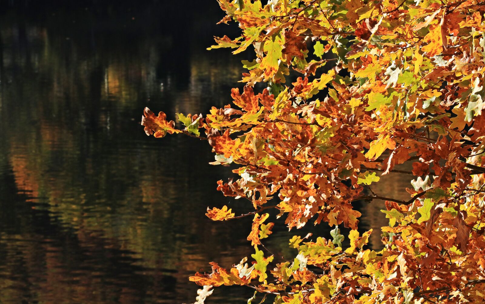 Canon EOS 80D sample photo. Fall leaves, autumn, mood photography