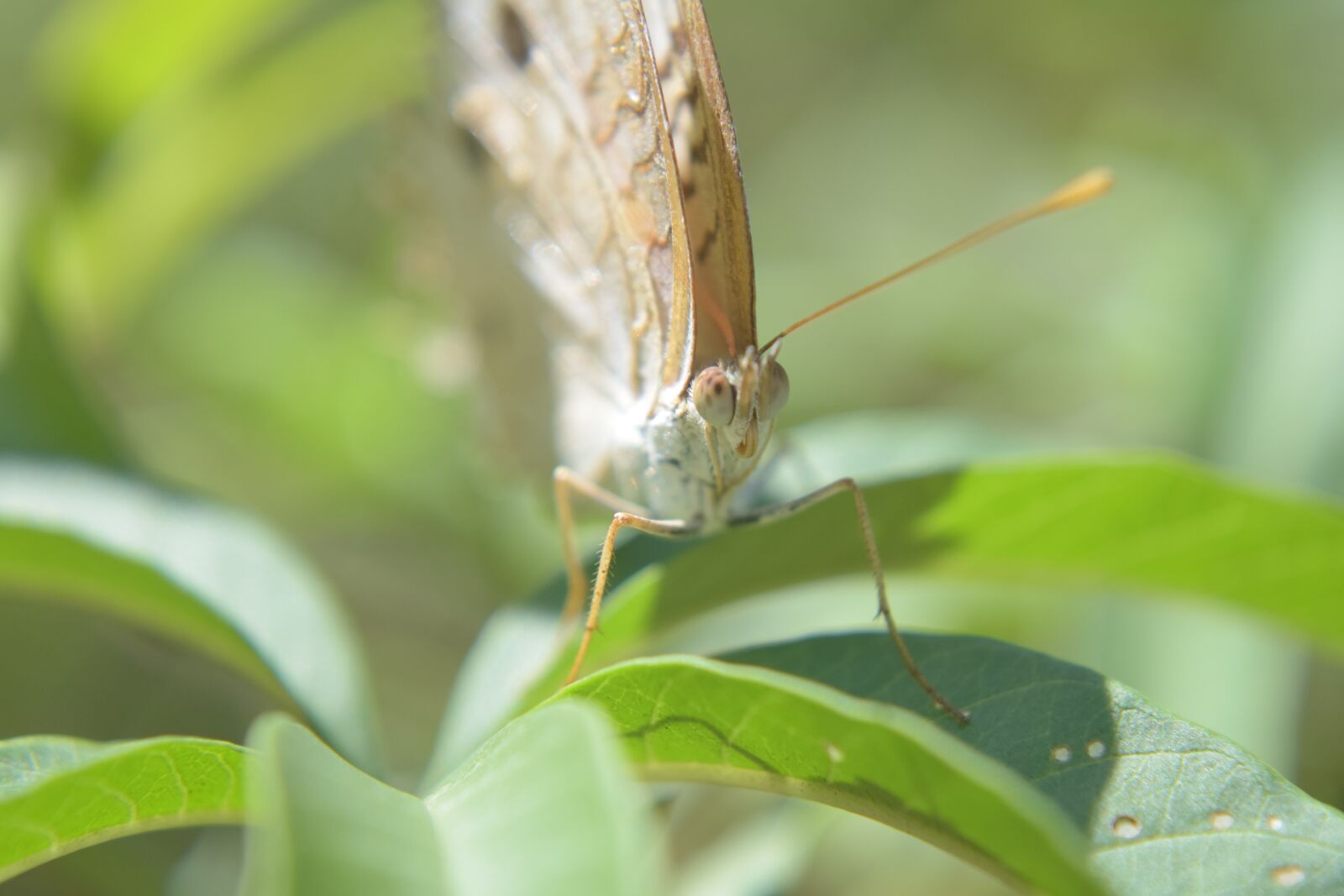 Nikon D5300 sample photo. Butterfly, nature, brown photography