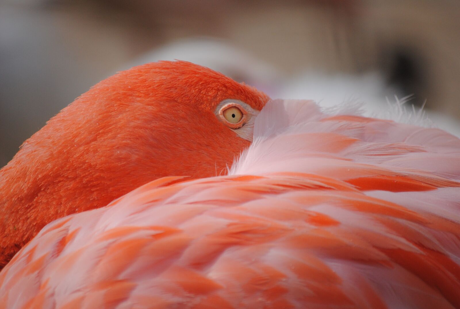 Nikon D3000 sample photo. Flamingo, bird, birds photography