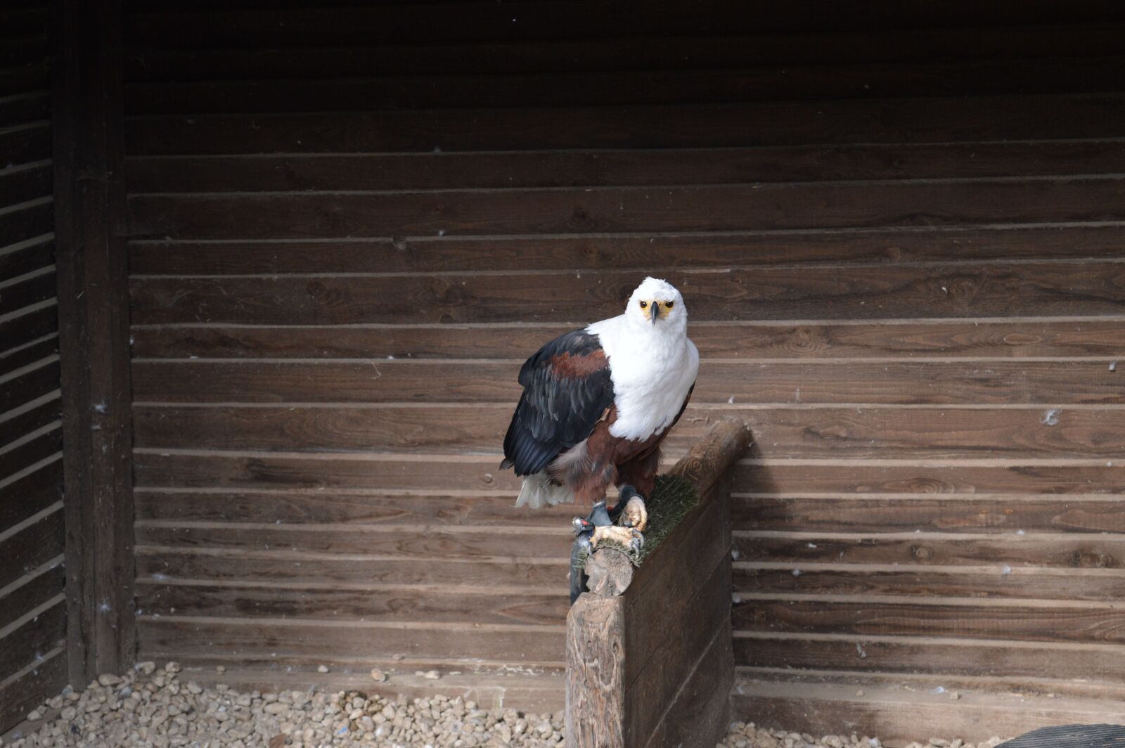 Nikon D3200 sample photo. Adler, raptor, bill photography