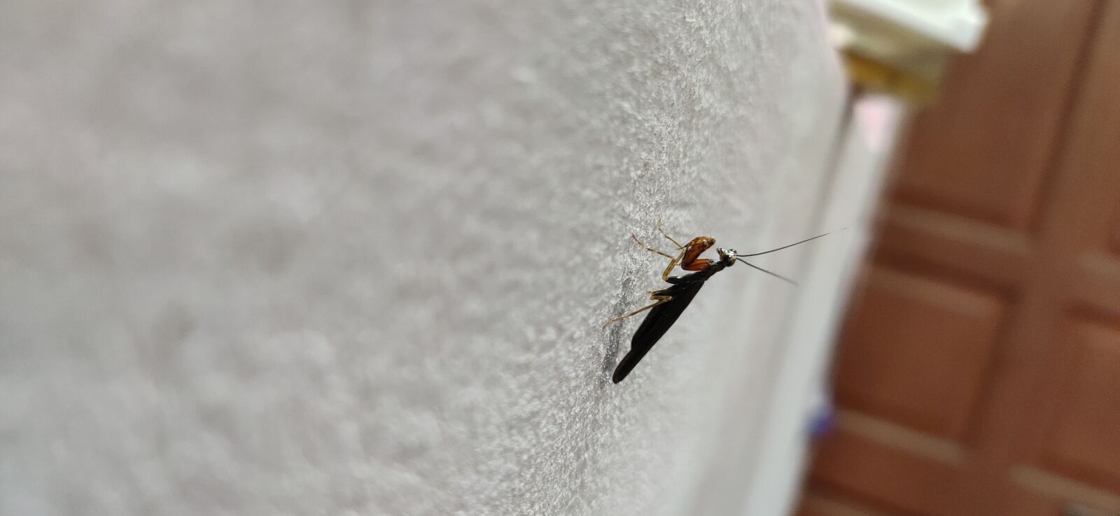 Xiaomi Redmi Note 7 Pro sample photo. Praying mantis, insect, wild photography