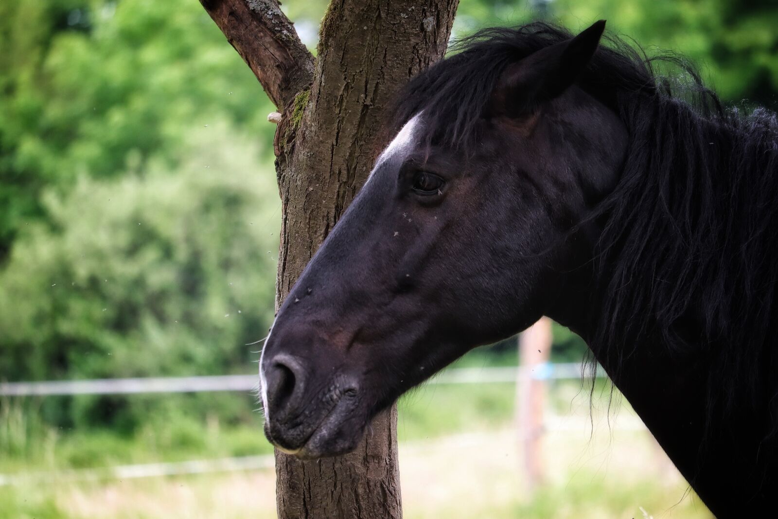 Canon EOS M50 (EOS Kiss M) sample photo. Horse, animal, rap photography