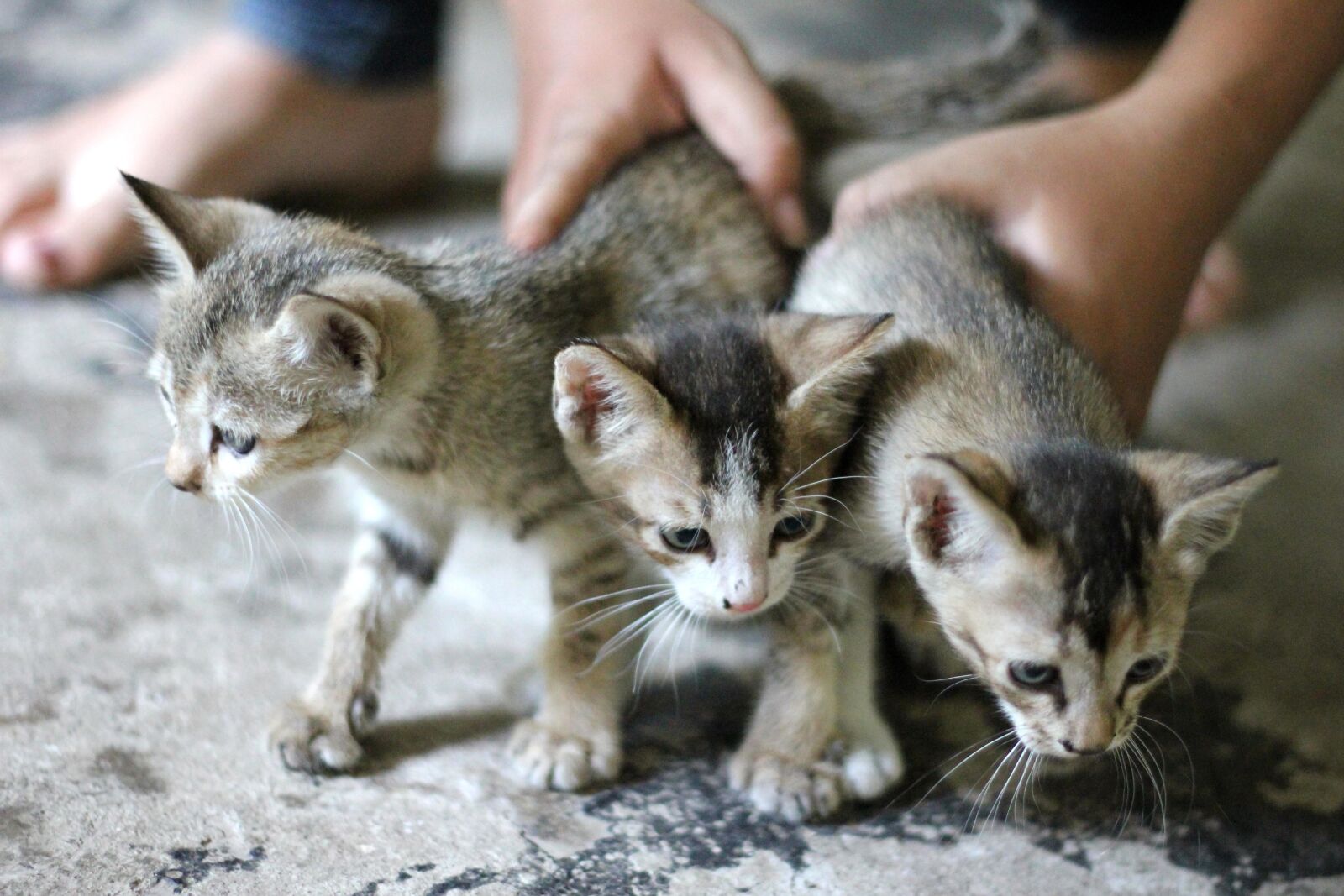 Canon EOS 550D (EOS Rebel T2i / EOS Kiss X4) sample photo. Cat, kitten, animal, feline photography