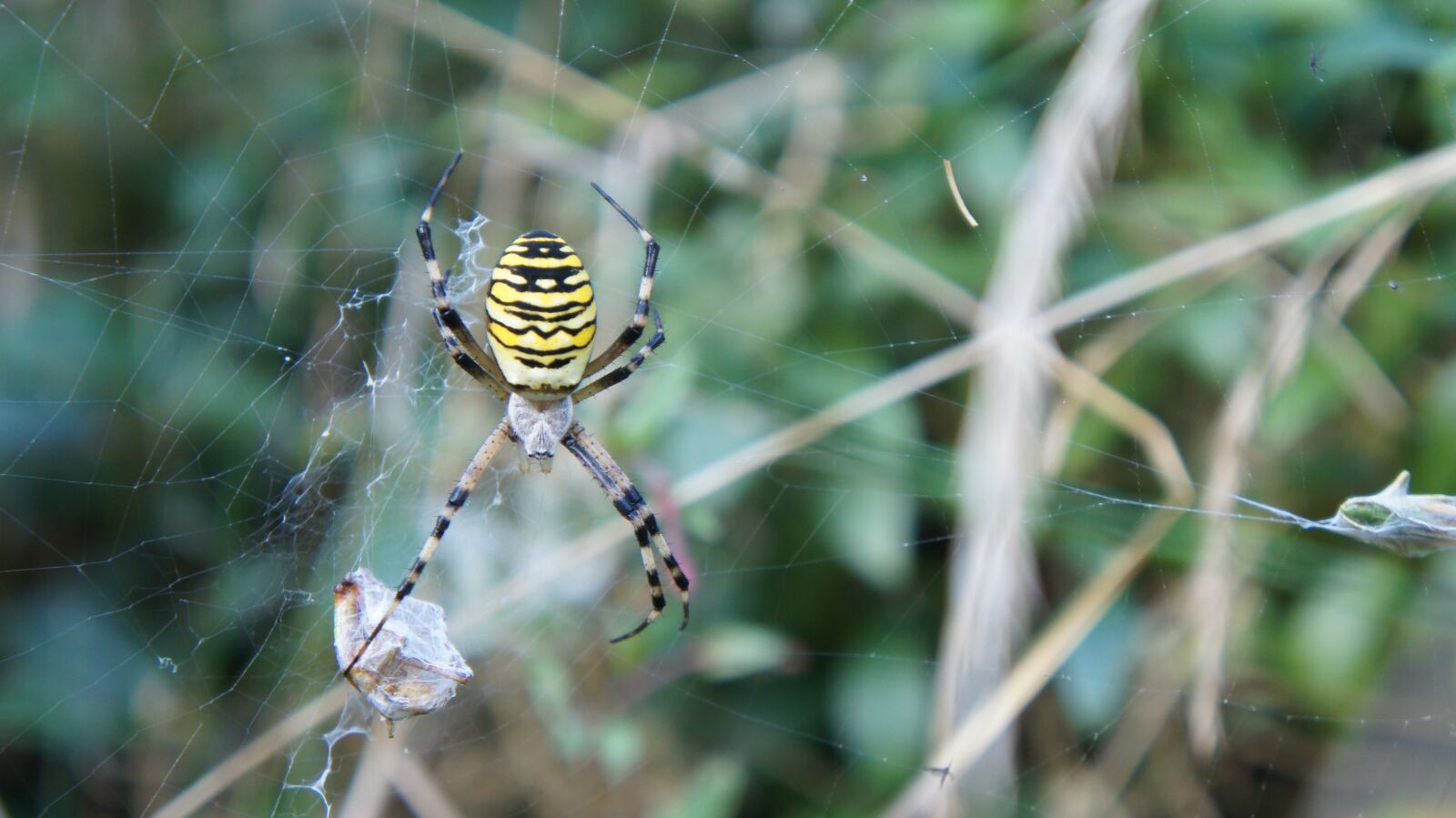 Sony Alpha NEX-C3 + Sony E 18-55mm F3.5-5.6 OSS sample photo. Insect, nature, spider photography
