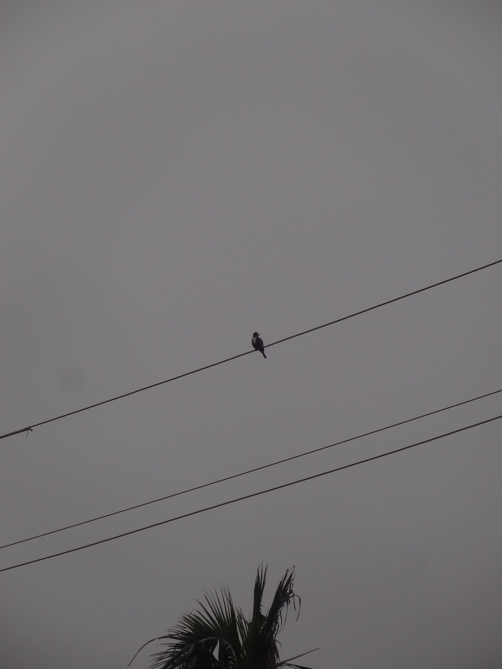 Sony Cyber-shot DSC-HX7V sample photo