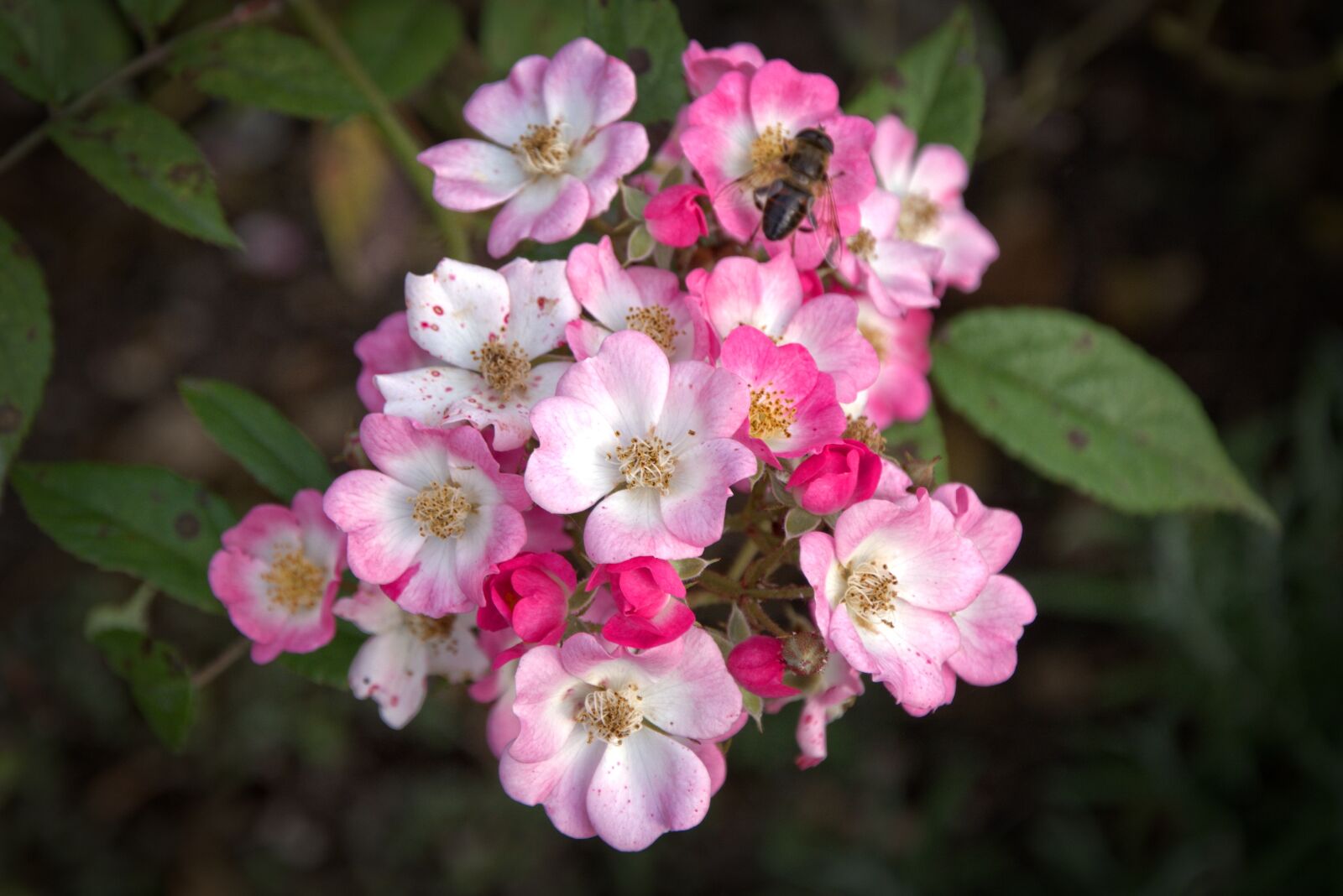 18.0-105.0mm f/3.5-f/5.6 sample photo. Rose, blossom, bloom photography