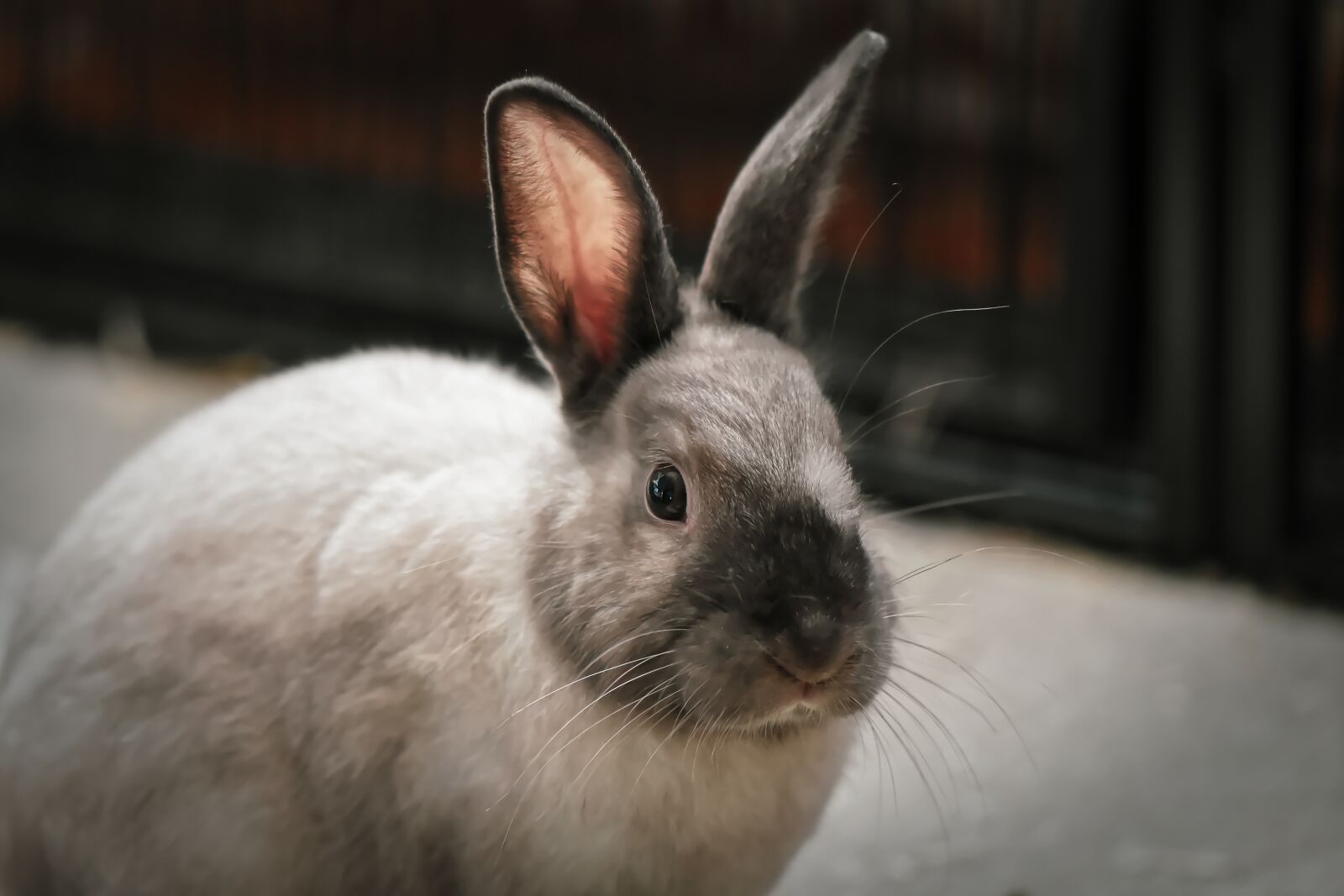 Nikon D7200 sample photo. Dwarf rabbit, color dwarf photography