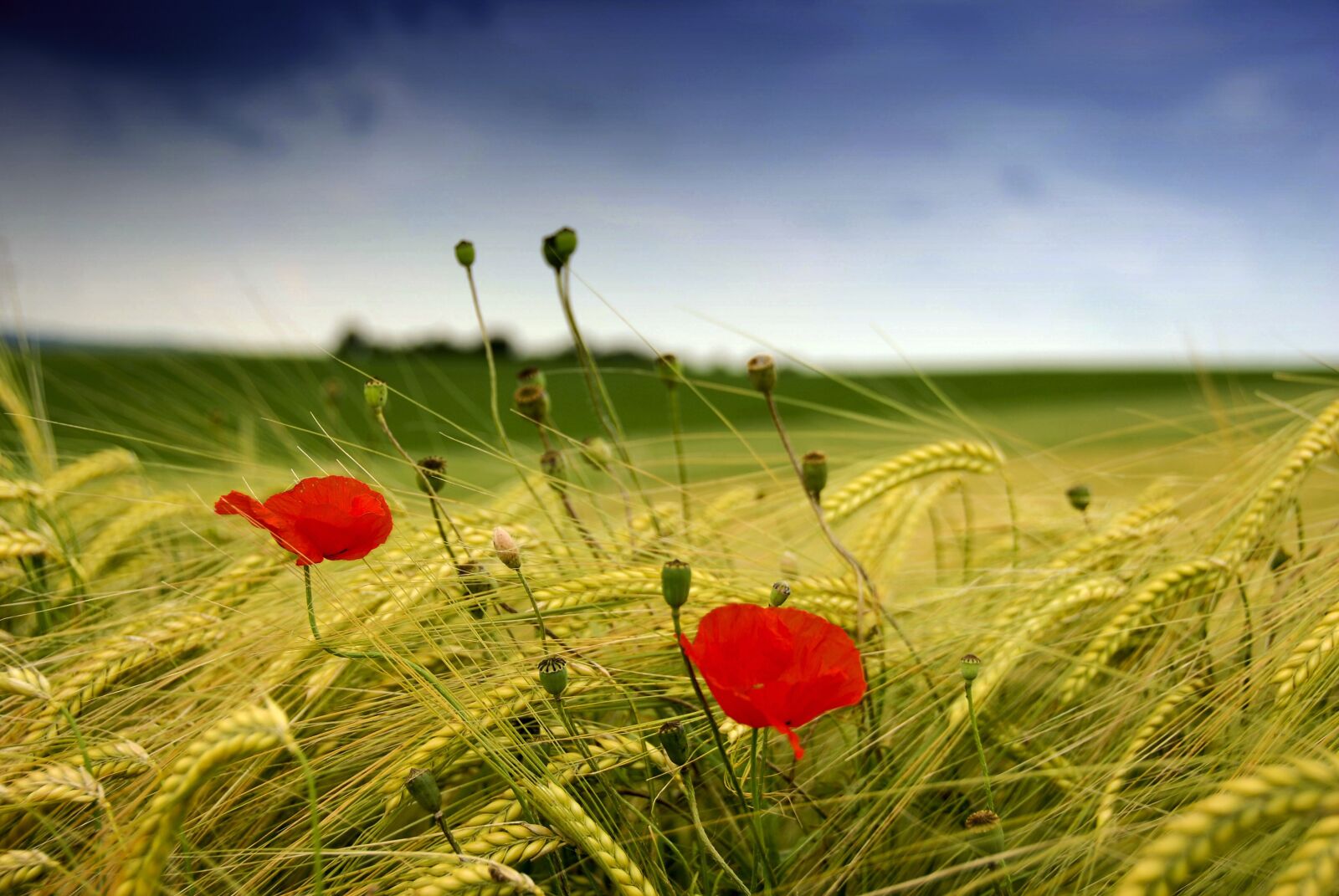 Nikon D80 sample photo. Meadow, summer, poppy photography
