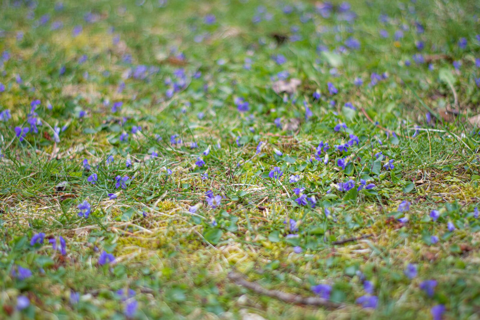Nikon D500 sample photo. Grass, flower, purple photography