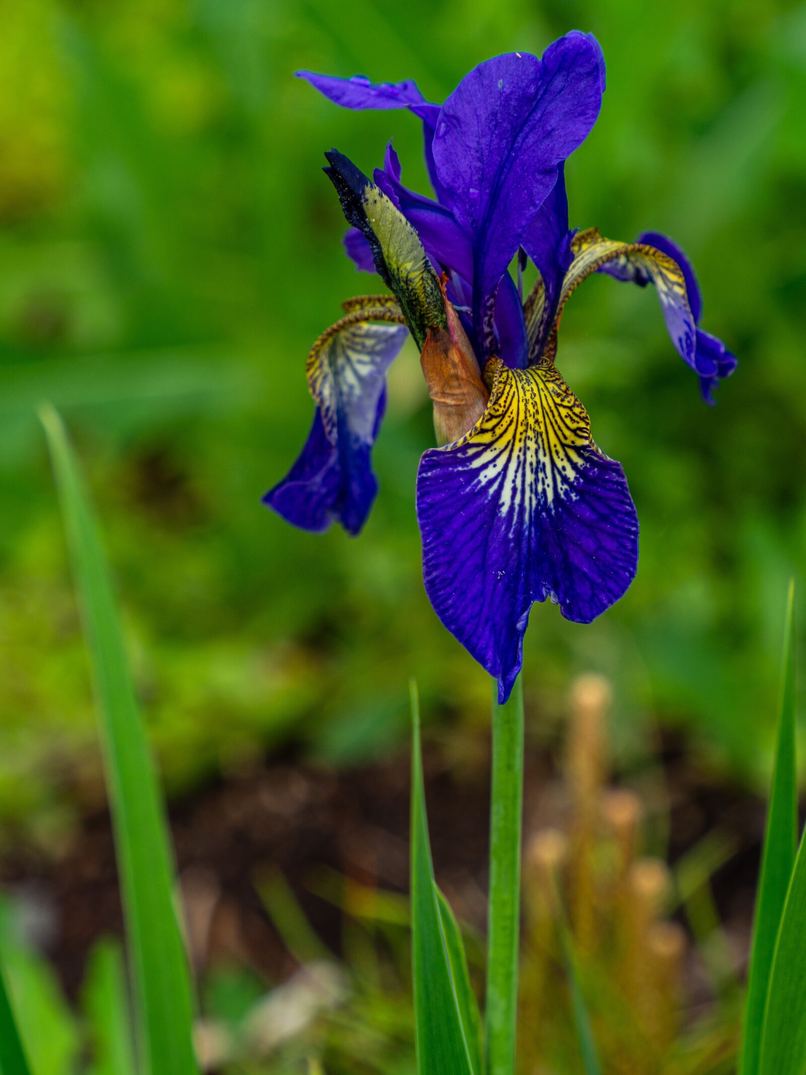 Olympus M.Zuiko Digital ED 12-200mm F3.5-6.3 sample photo. Iris, blue, garden photography